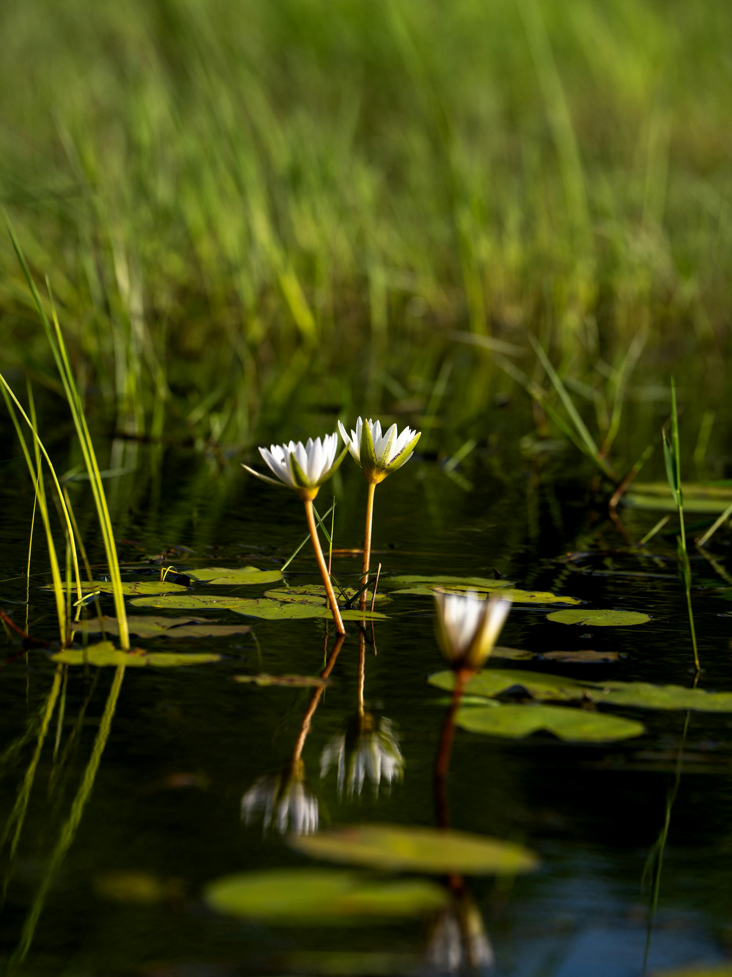 2400x3200 Okavango Delta Luxury Safari Tours