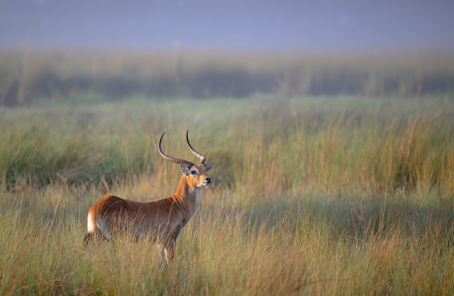 1554x1016 Botswana- Okavango Delta Bommel Safaris Kenya, Mara photo tour