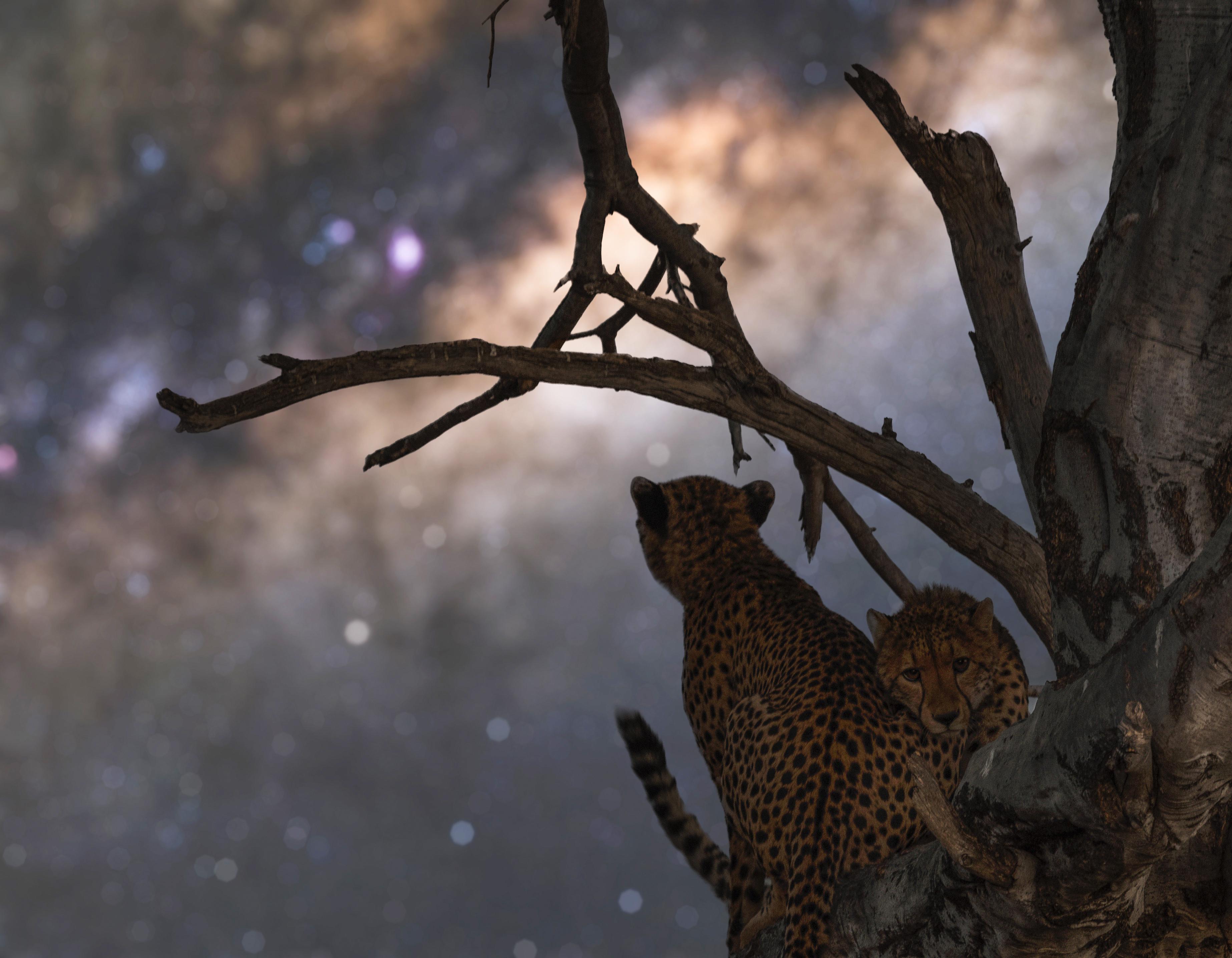 3693x2873 I spent the night alone in the Okavango Delta with my gear and caught these cheetah cubs under the Milky Way!