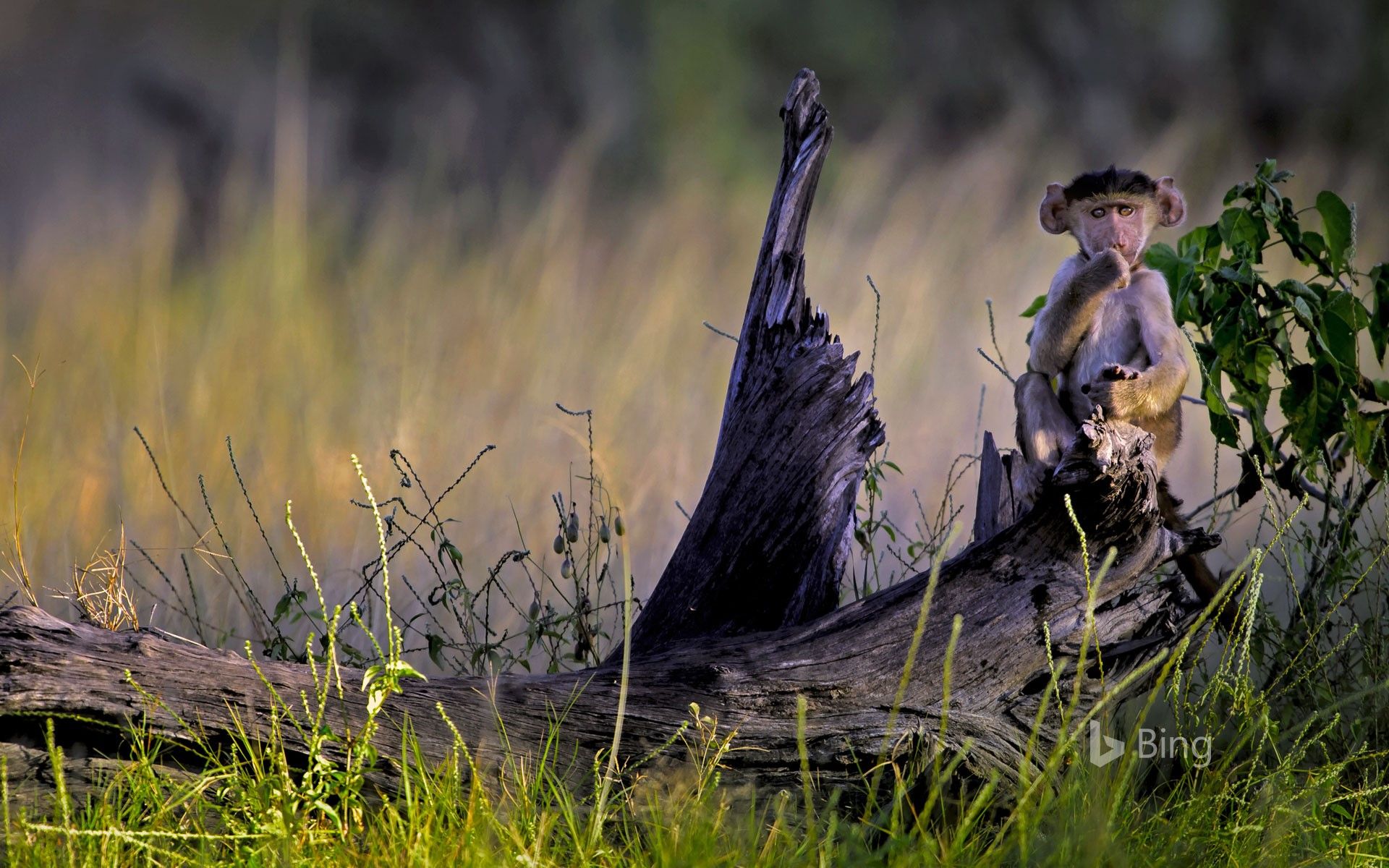 1920x1200 Young chacma baboon in Moremi Game Reserve, Okavango Delta, Botswana Wallpaper