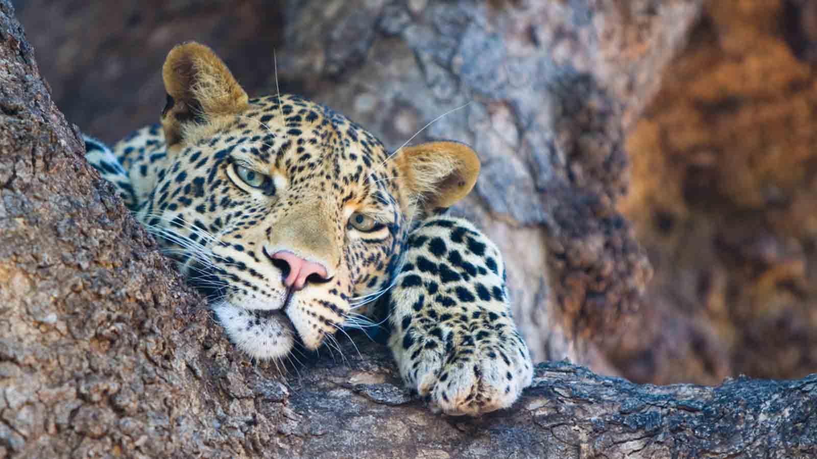 1600x900 Okavango Delta Safaris. Botswana Okavango Safari