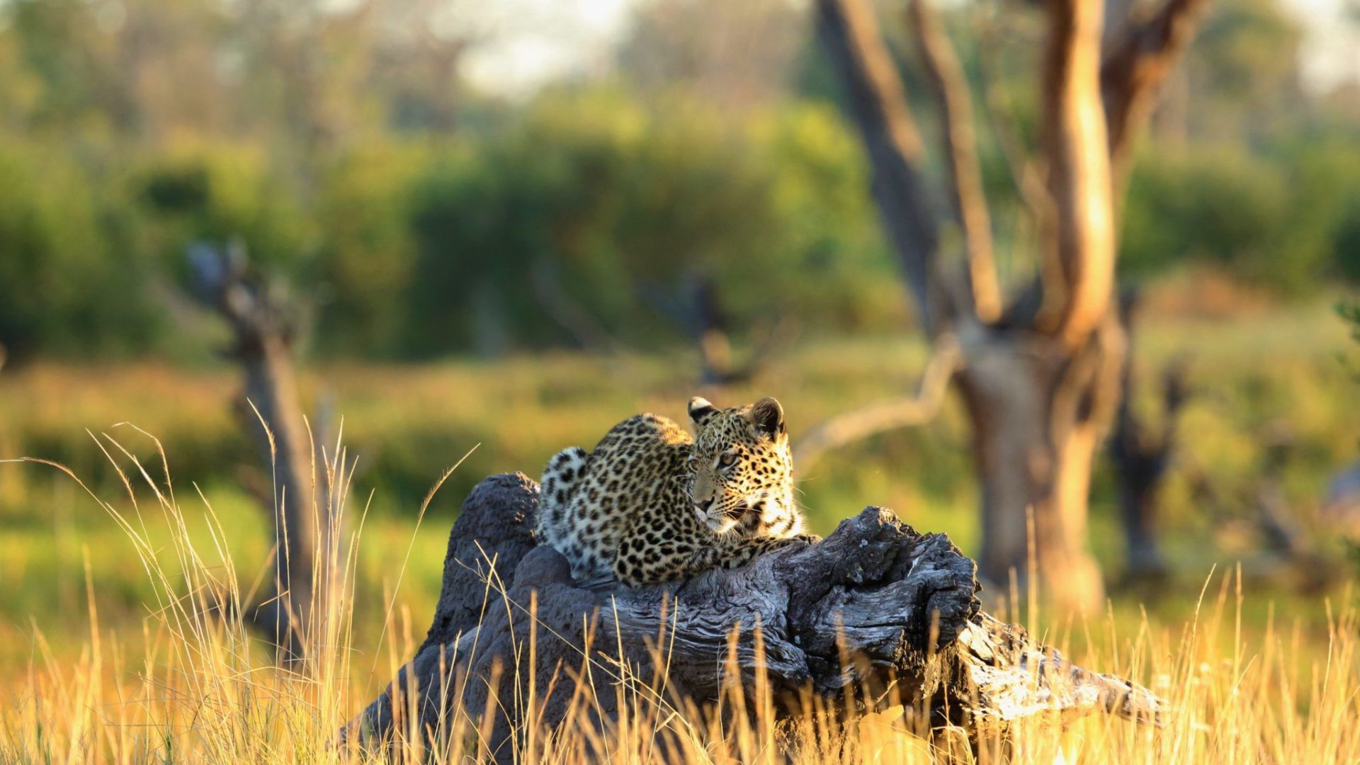 1920x1080 Okavango Delta. Luxury Botswana Safaris