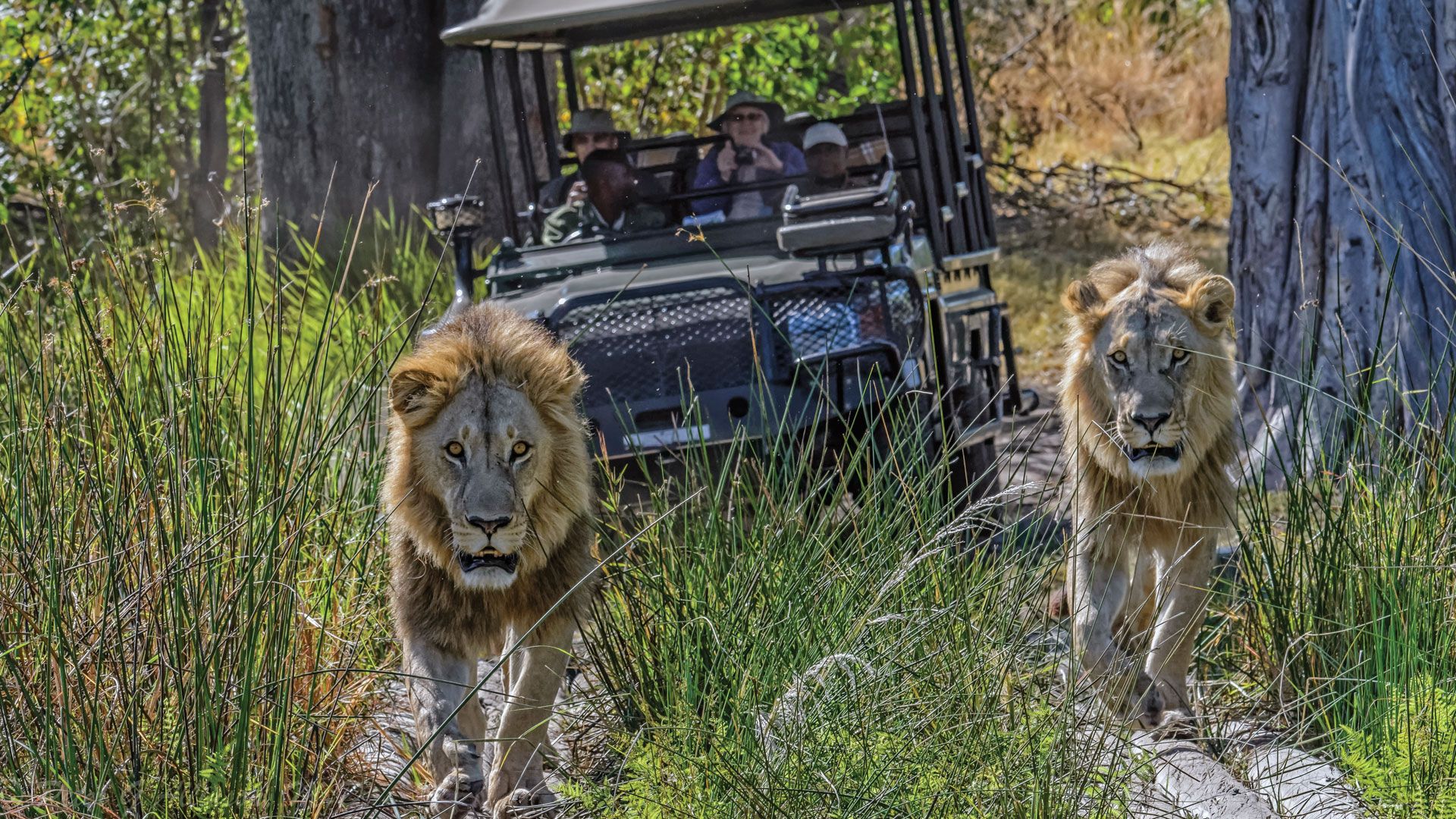 1920x1080 Experience The Okavango Delta In Botswana. &Beyond