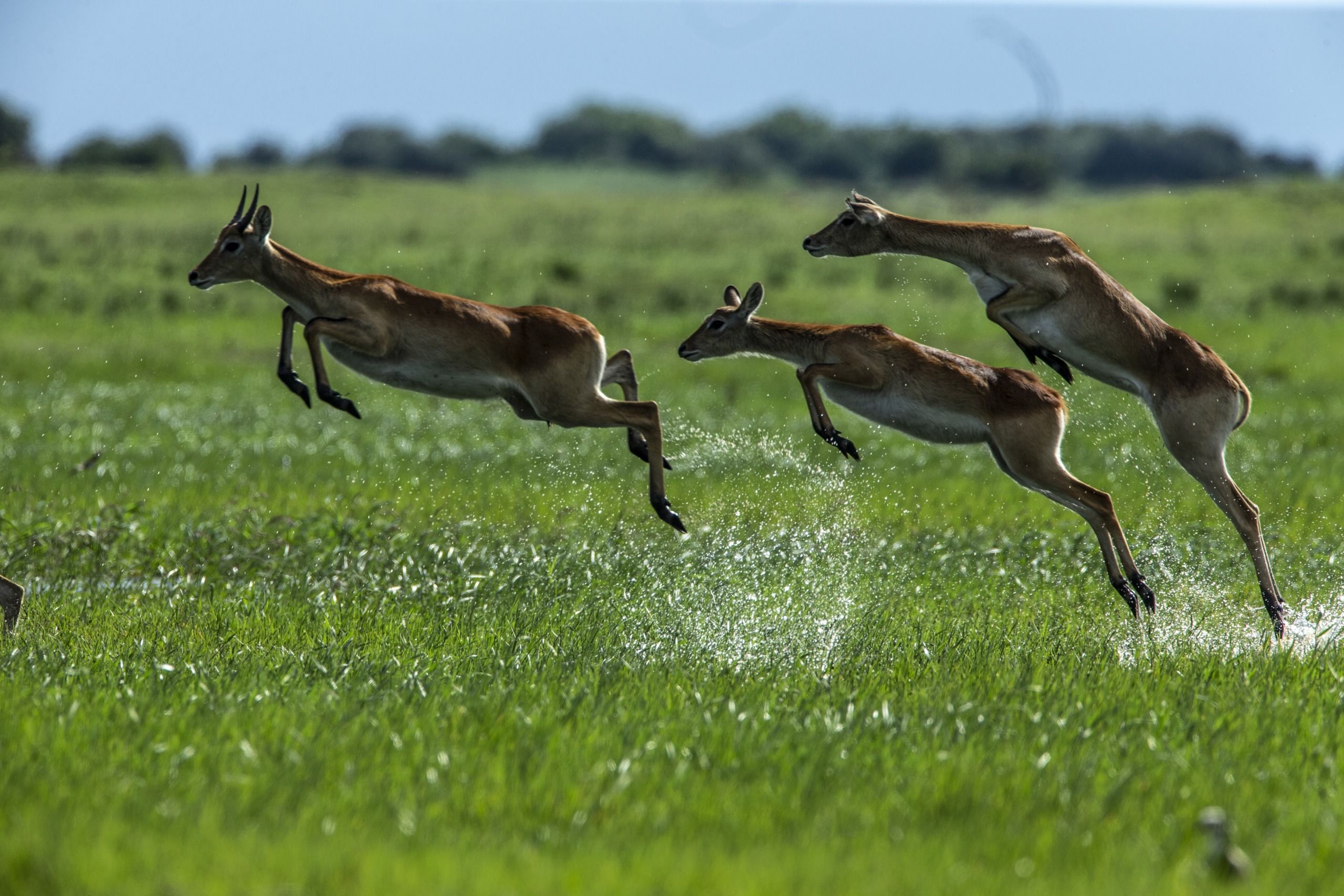 2560x1707 Okavango
