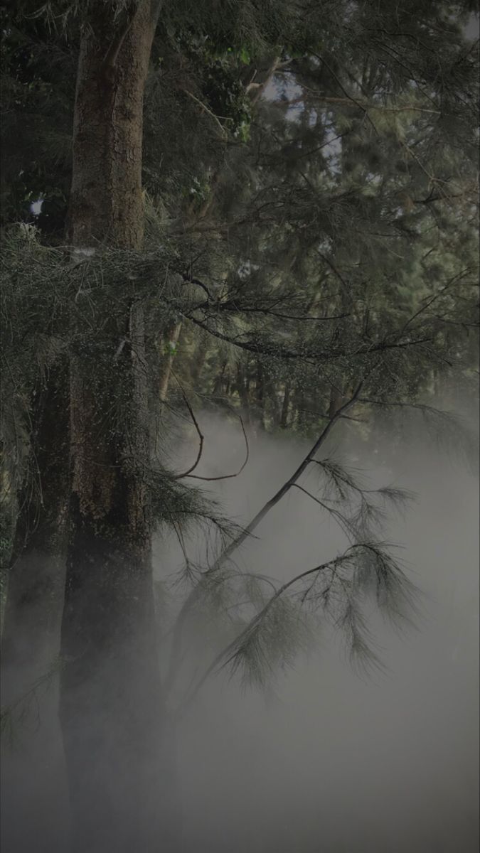 675x1200 misty forest dark cold academia. aesthetic wallpaper inspired