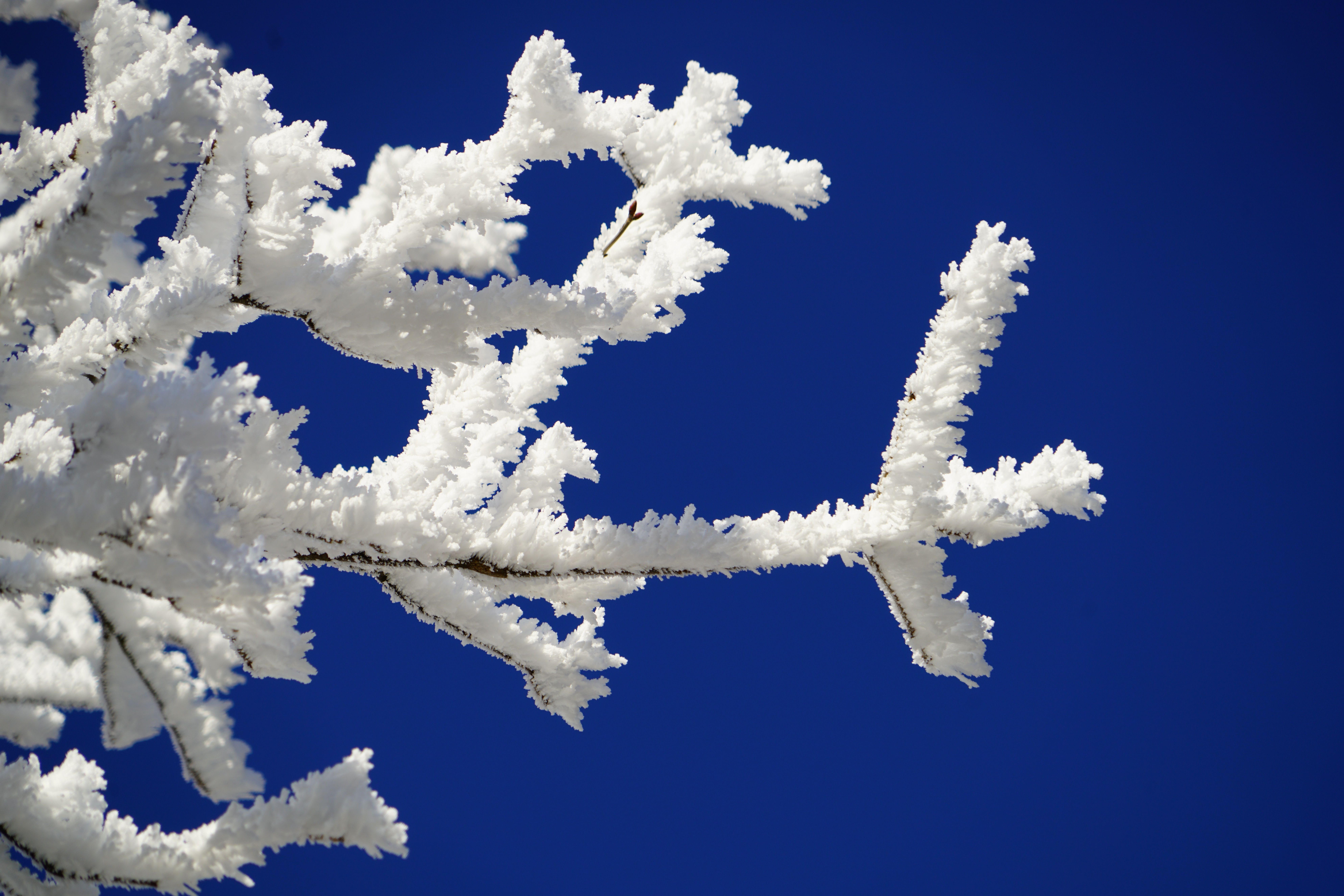 7952x5304 Free Image : branch, cold, cloud, sky, white, frost, ice, frozen, blue, twig, aesthetic, branches, hoarfrost, freezing, eiskristalle, snow crystals, winter picture, winteraufnahme, winter photography, atmosphere of earth, computer wallpaper, winter photo