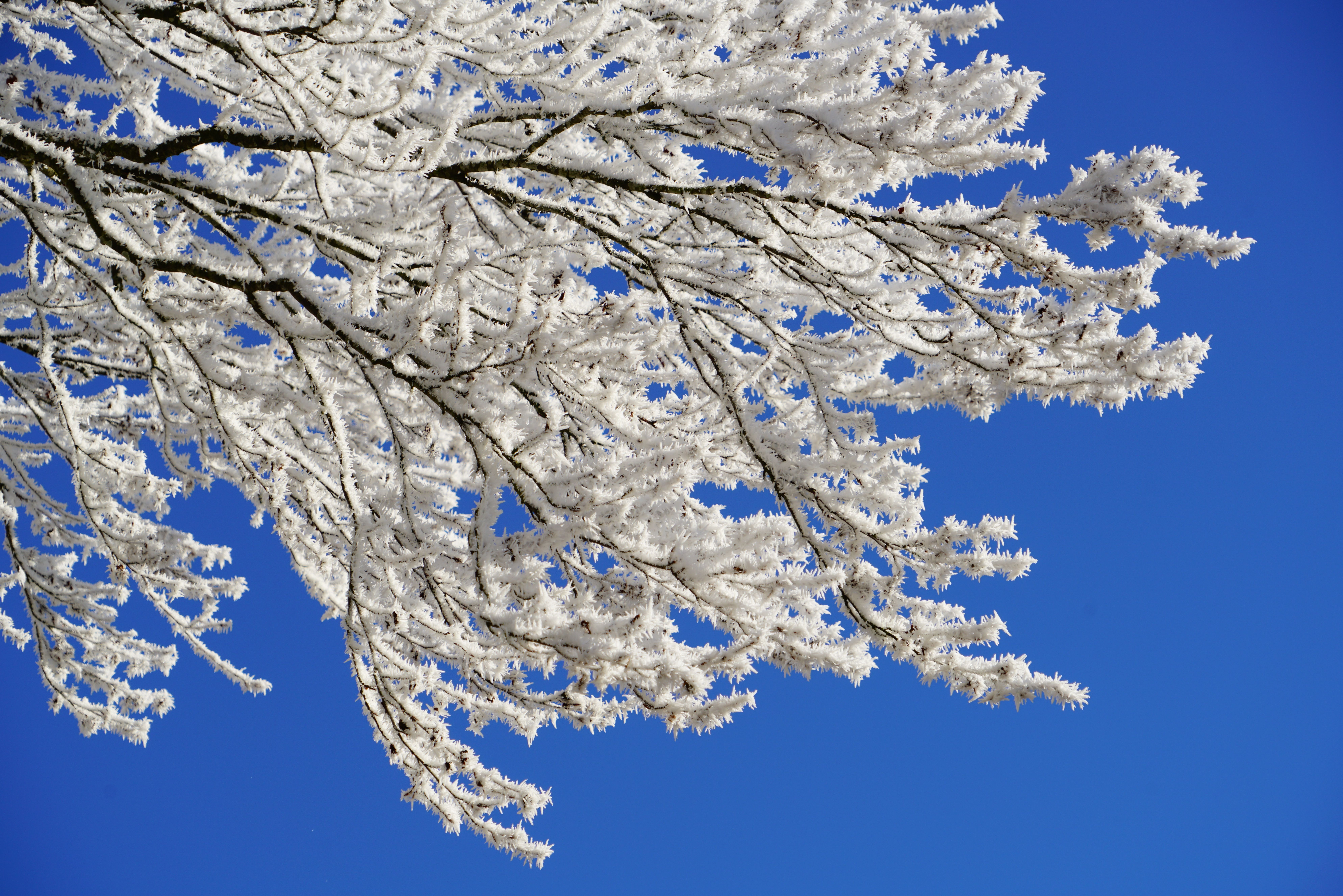 7952x5304 Free Image : tree, branch, snow, cold, winter, sky, frost, ice, spring, blue, cherry blossom, twig, aesthetic, iced, branches, wintry, hoarfrost, freezing, computer wallpaper 7952x5304