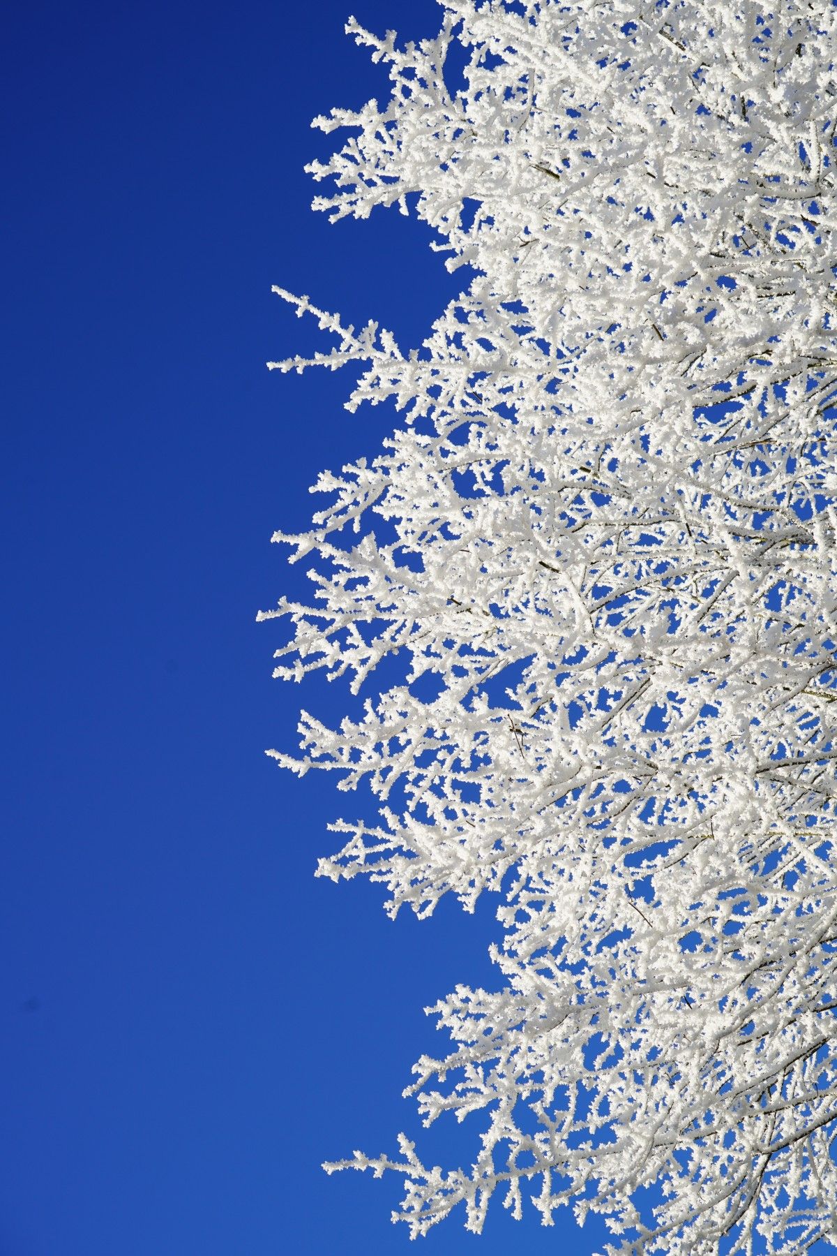1200x1799 Free Image : tree, water, branch, blossom, cold, cloud, sky, white, frost, daytime, ice, frozen, blue, twig, aesthetic, branches, hoarfrost, freezing, eiskristalle, snow crystals, winter picture, winteraufnahme, winter photography, atmosphere of earth