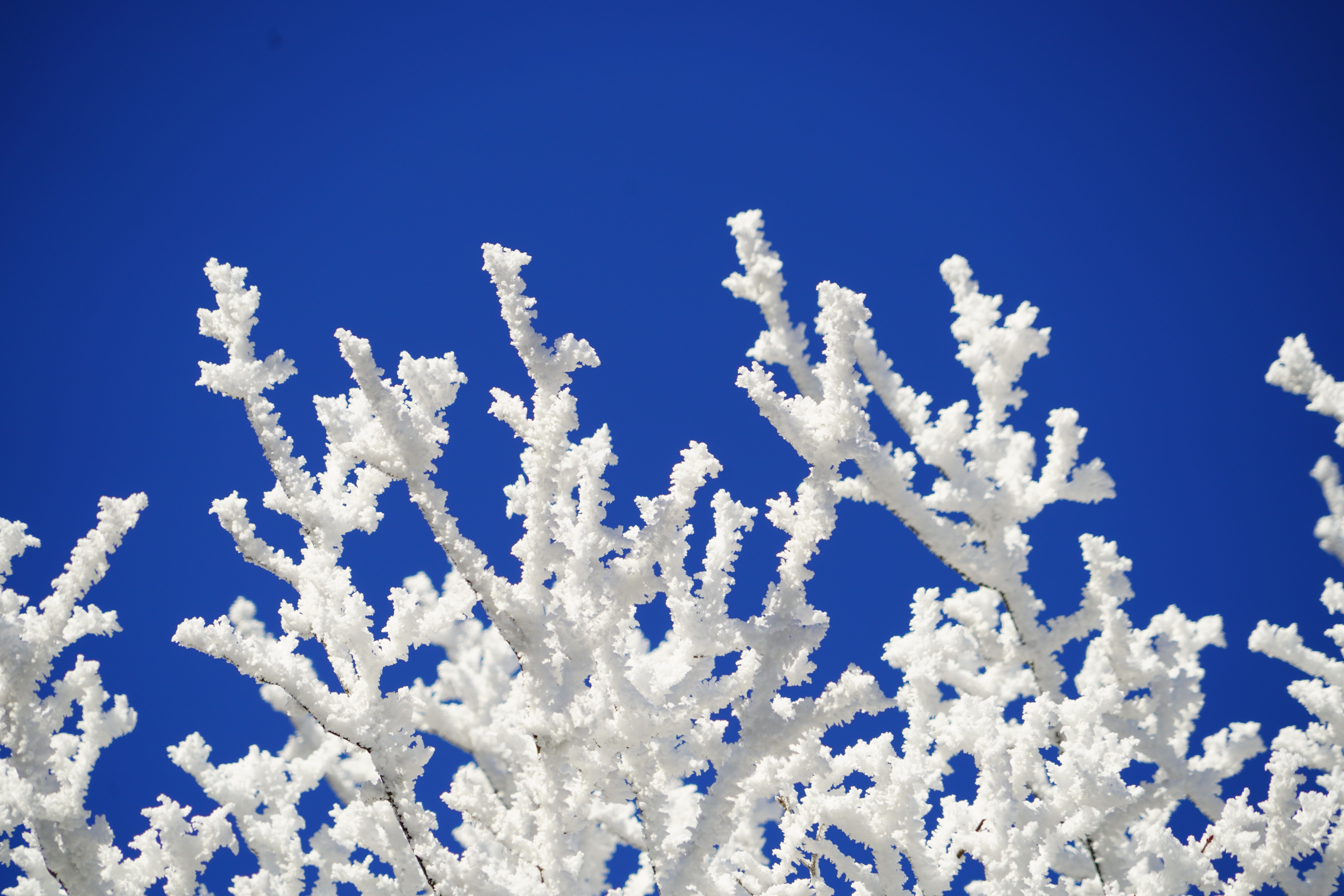 7952x5304 Free Image : tree, branch, cold, sky, white, frost, ice, frozen, blue, snowflake, aesthetic, branches, hoarfrost, freezing, eiskristalle, snow crystals, winter picture, pine family, winteraufnahme, winter photography, atmosphere of earth, computer