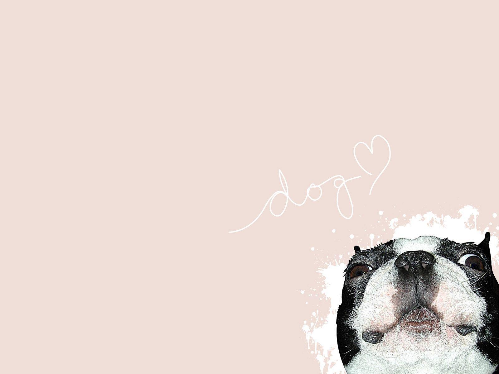 1600x1200 Ugly Dog High Quality Wallpaper