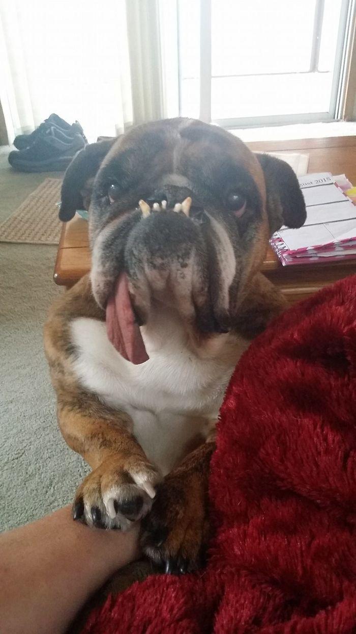 700x1244 The World's Ugliest Dog Has Just Been Announced, And It's English