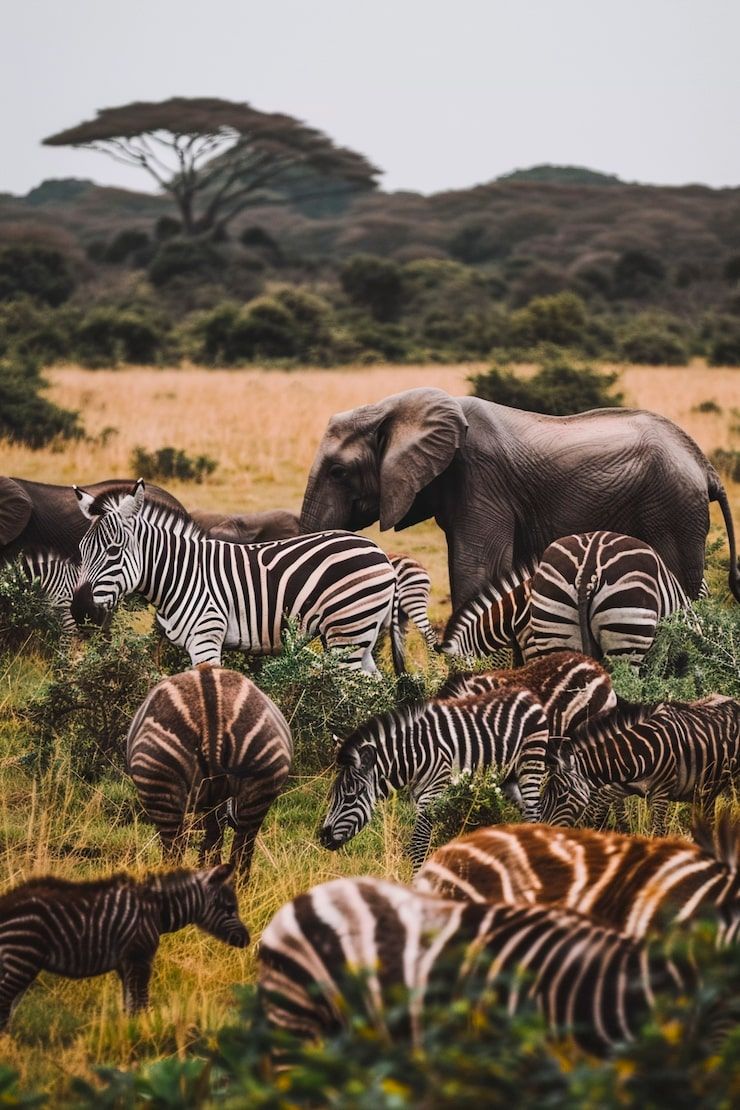 740x1110 Southern africa Image