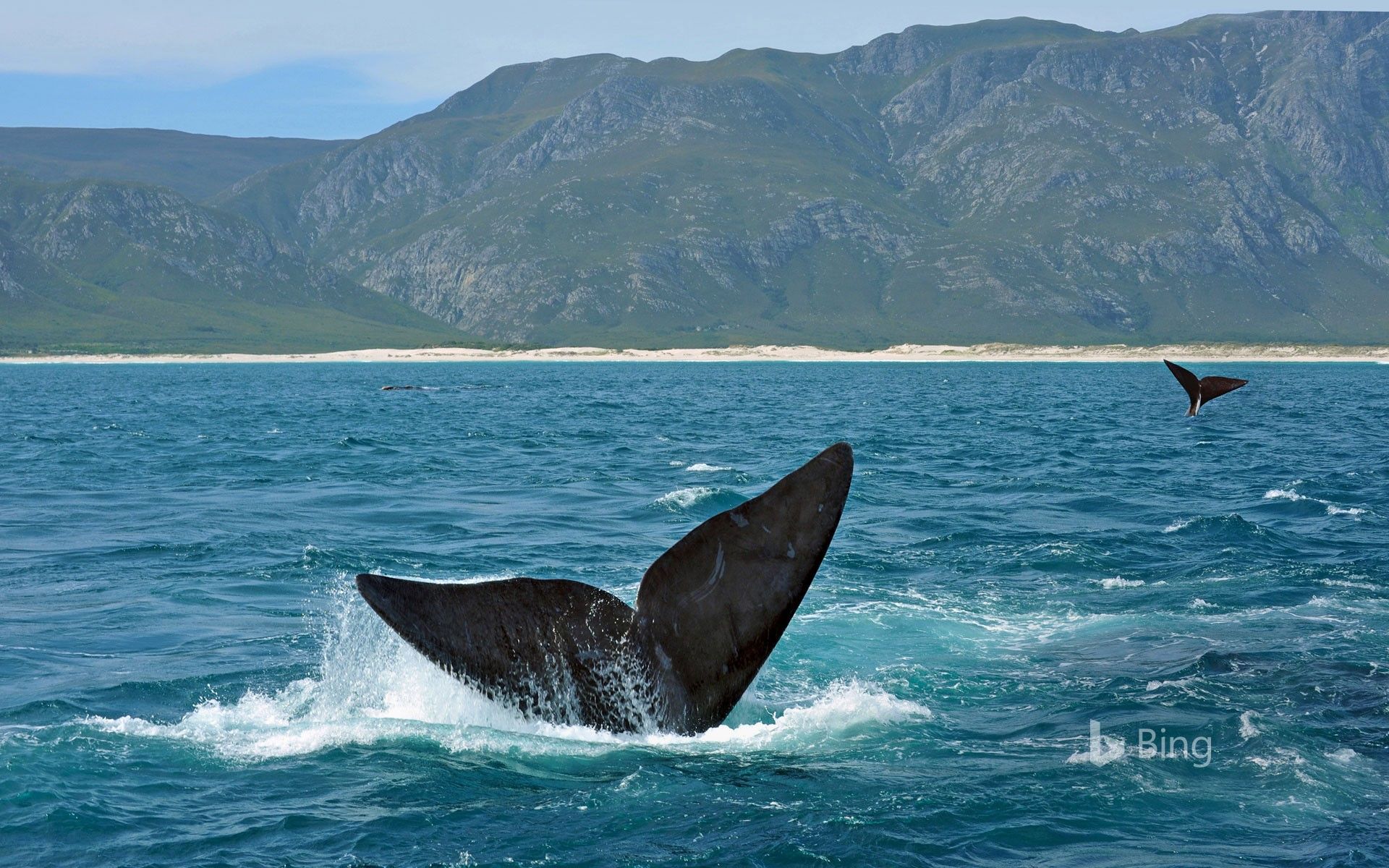 1920x1200 Southern right whales off the coast of South Africa Wallpaper
