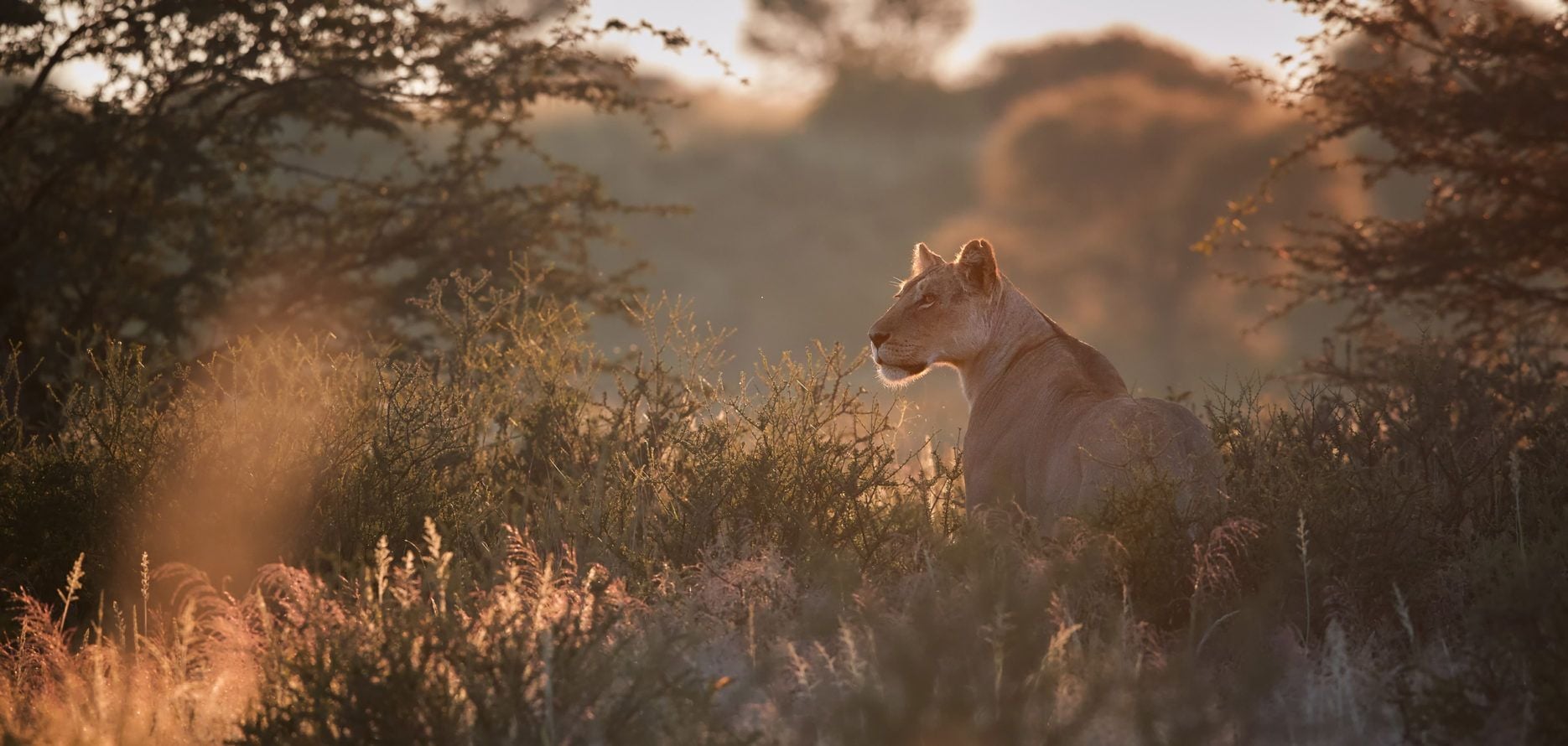 1870x890 Southern Africa: Premier Luxury Safari Experiences