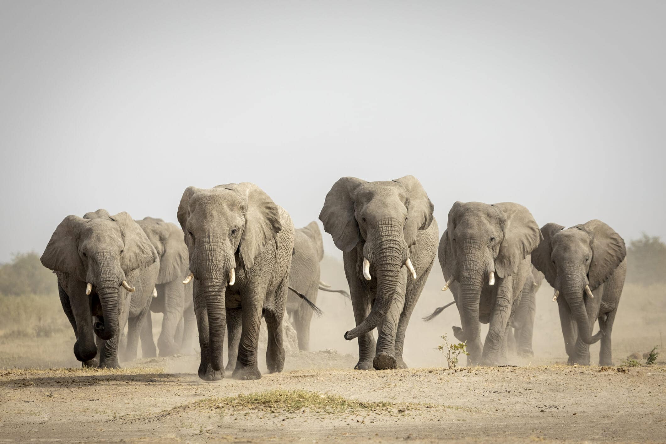 2121x1414 Top Five Places to Spot Elephants in Southern Africa in 2024