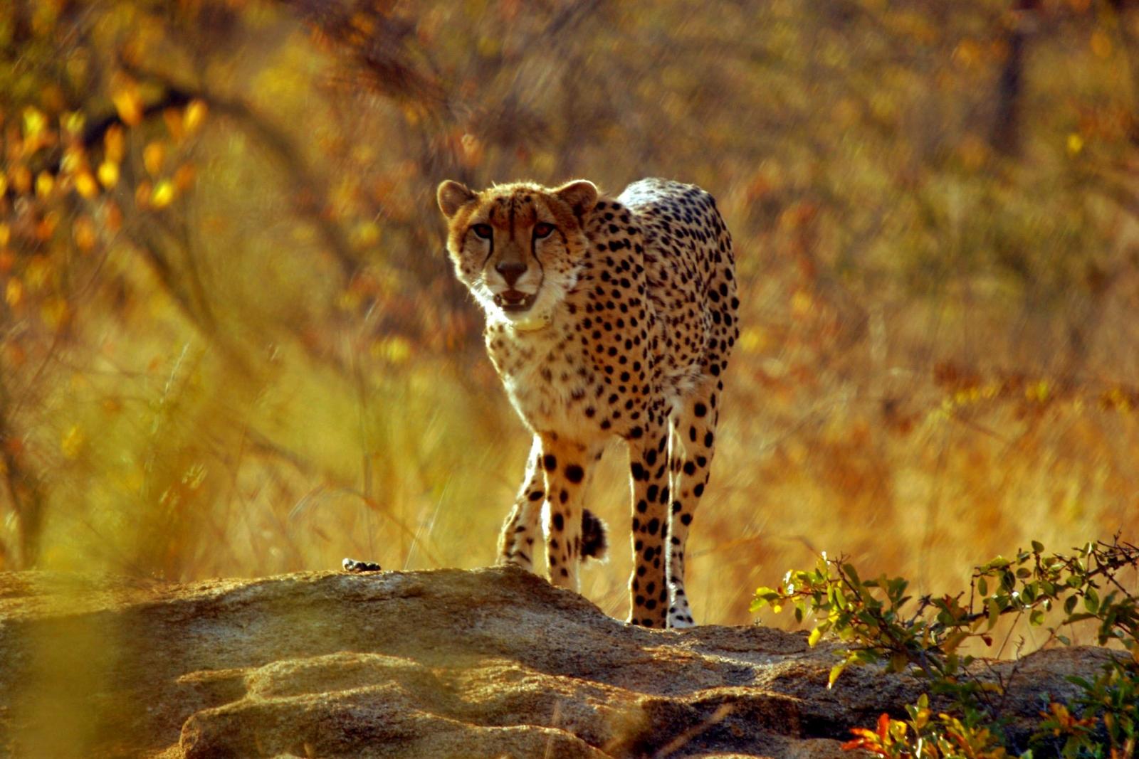 1600x1067 The Dark Side Of Big Cat Conservation