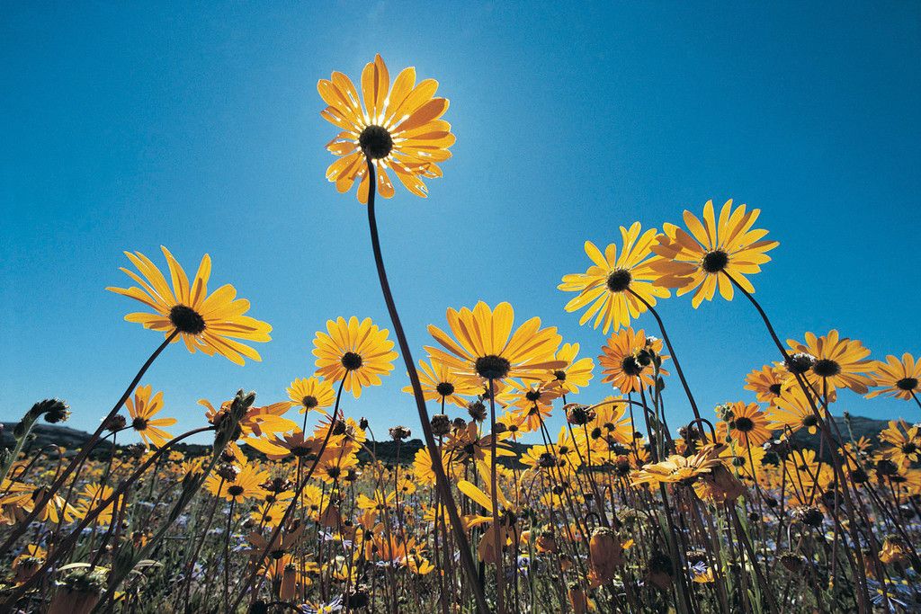 1024x683 Wild Flowers Southern Namib Desert South Africa Photo Photograph Cool Wall Art Print Poster 18x12