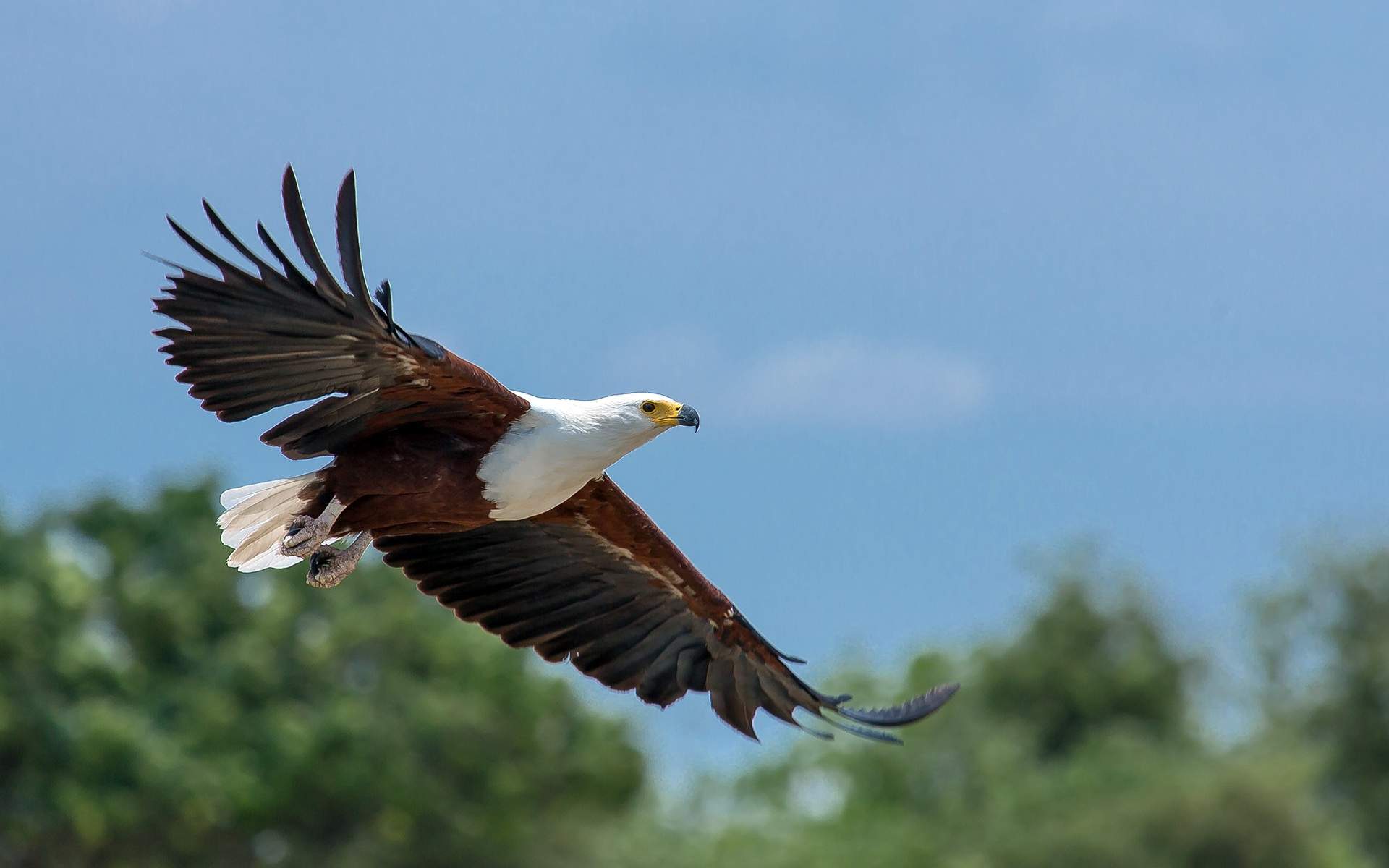 1920x1200 Birding in Southern Africa: When to Go on a Birdwatching Safari
