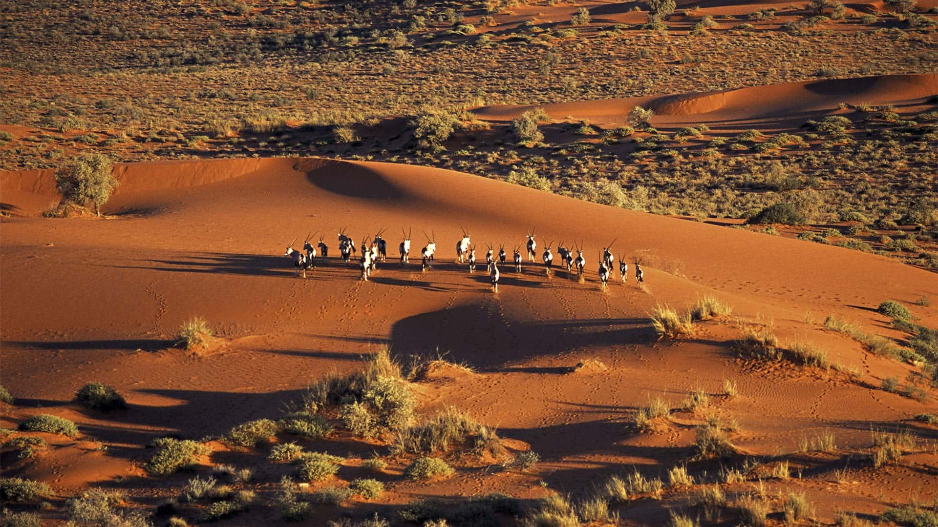 1920x1080 Tailor Made Travel To The Kalahari Desert. By True Travel