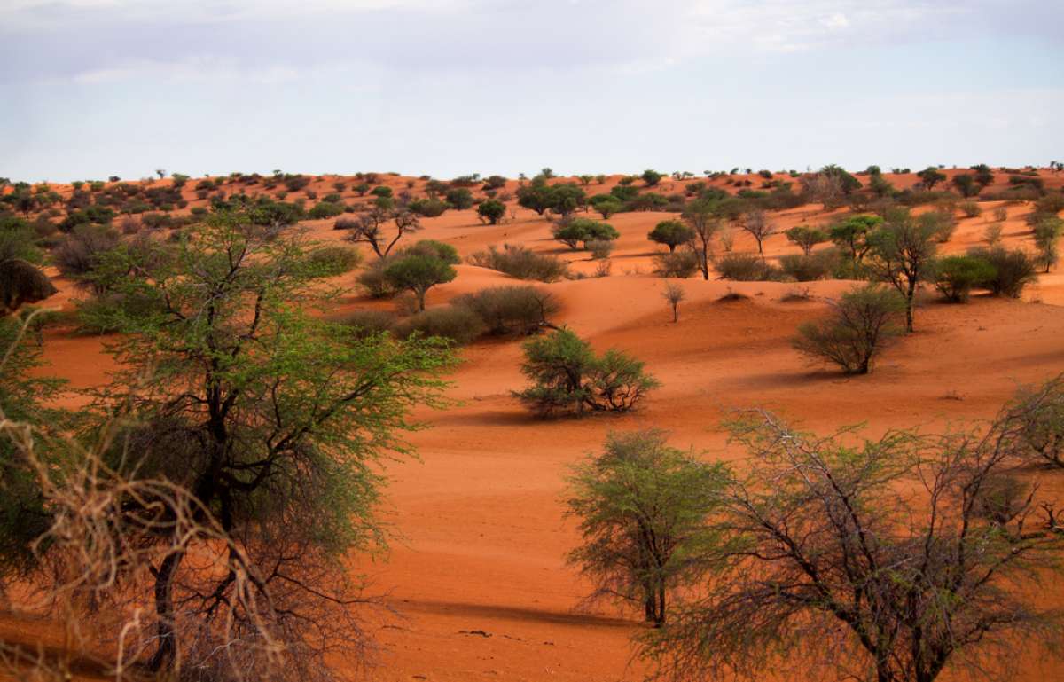 1200x769 Kalahari Desert Facts: Kalahari Safaris