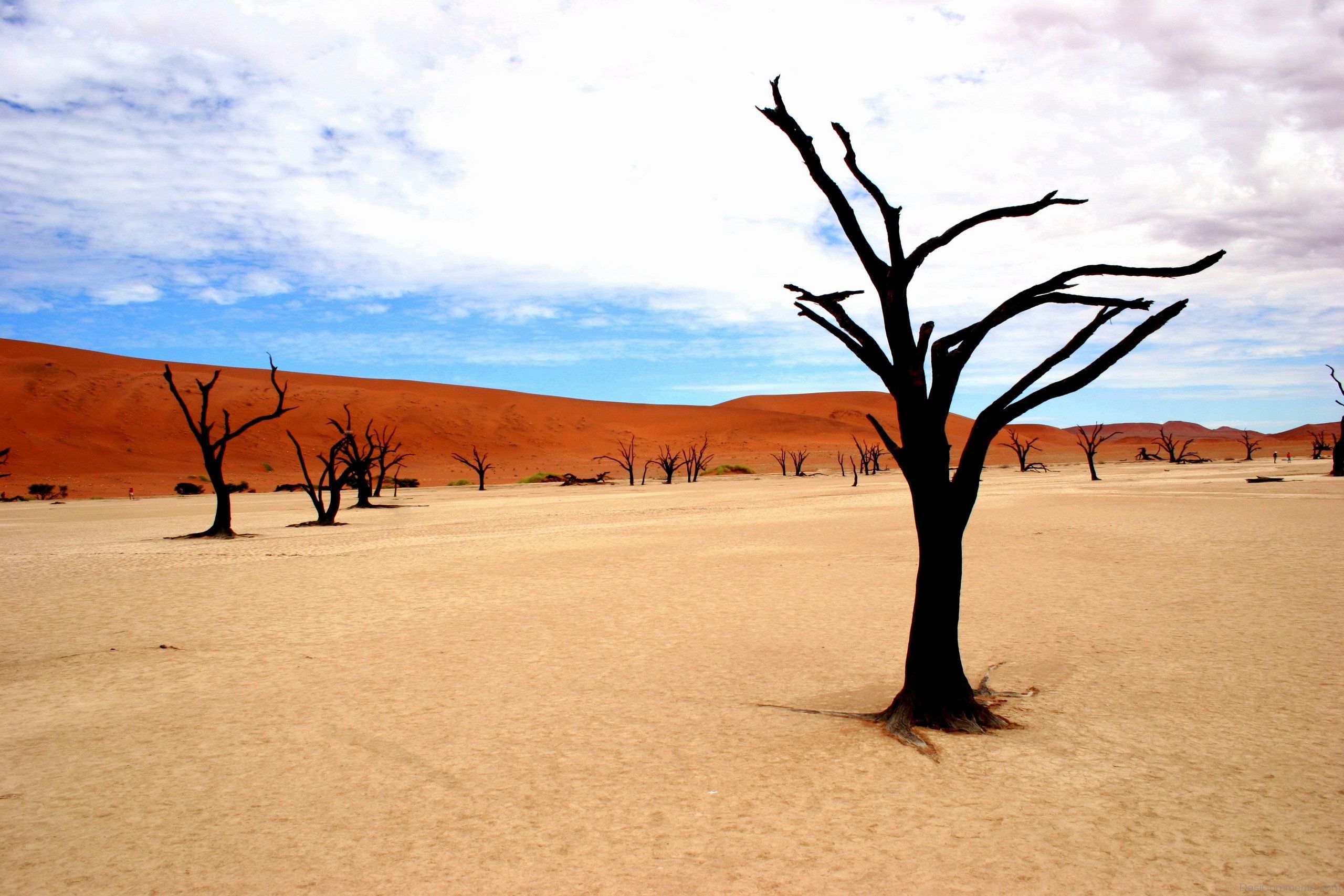 2560x1706 Kalahari Desert Wallpaper