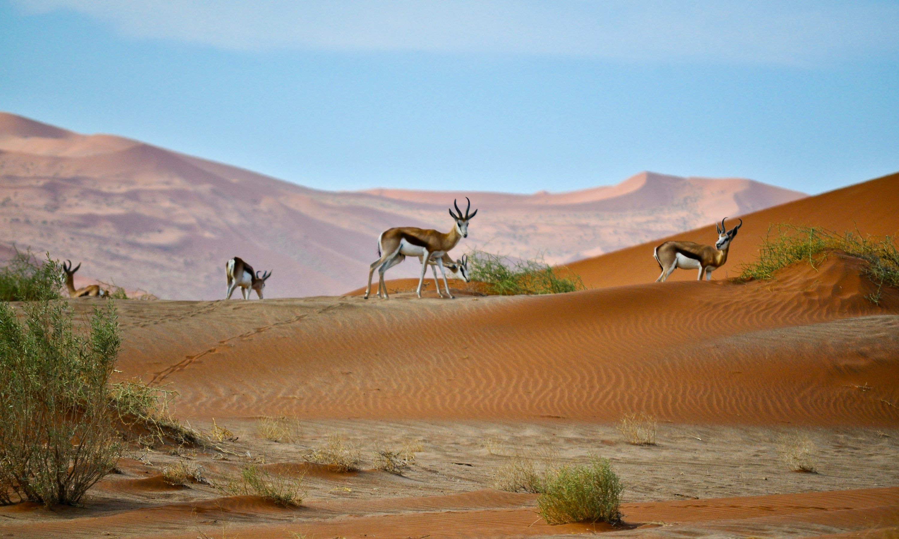 3000x1797 Kalahari Desert Picture. Download Free Image