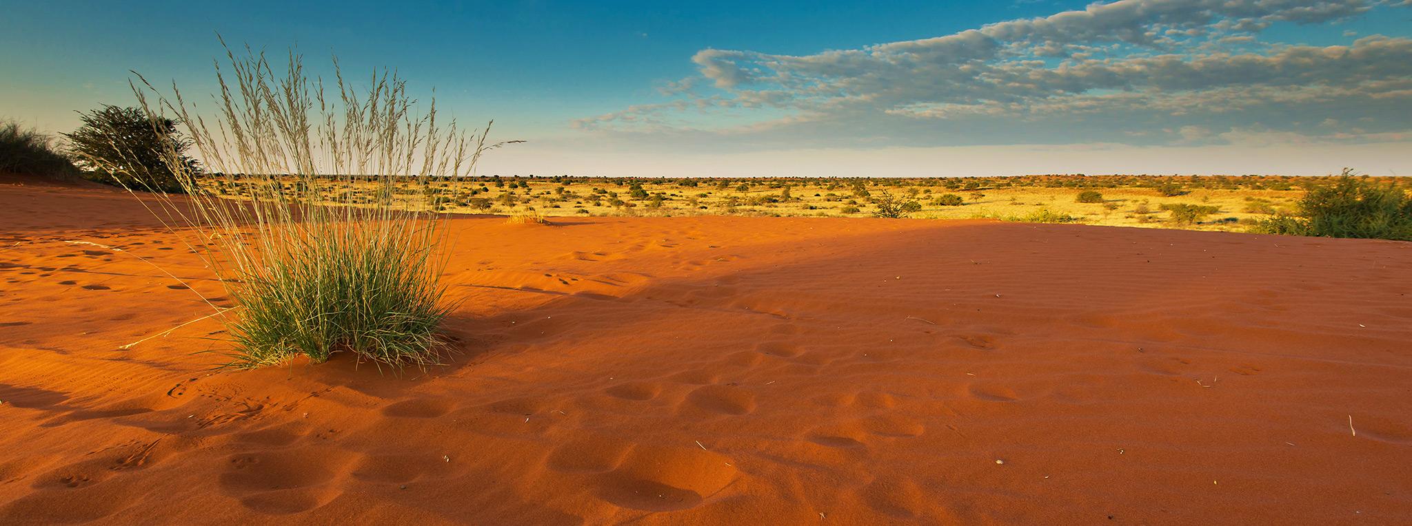 2048x764 The Kalahari Desert in Namibia: Safaris & Travel Guide