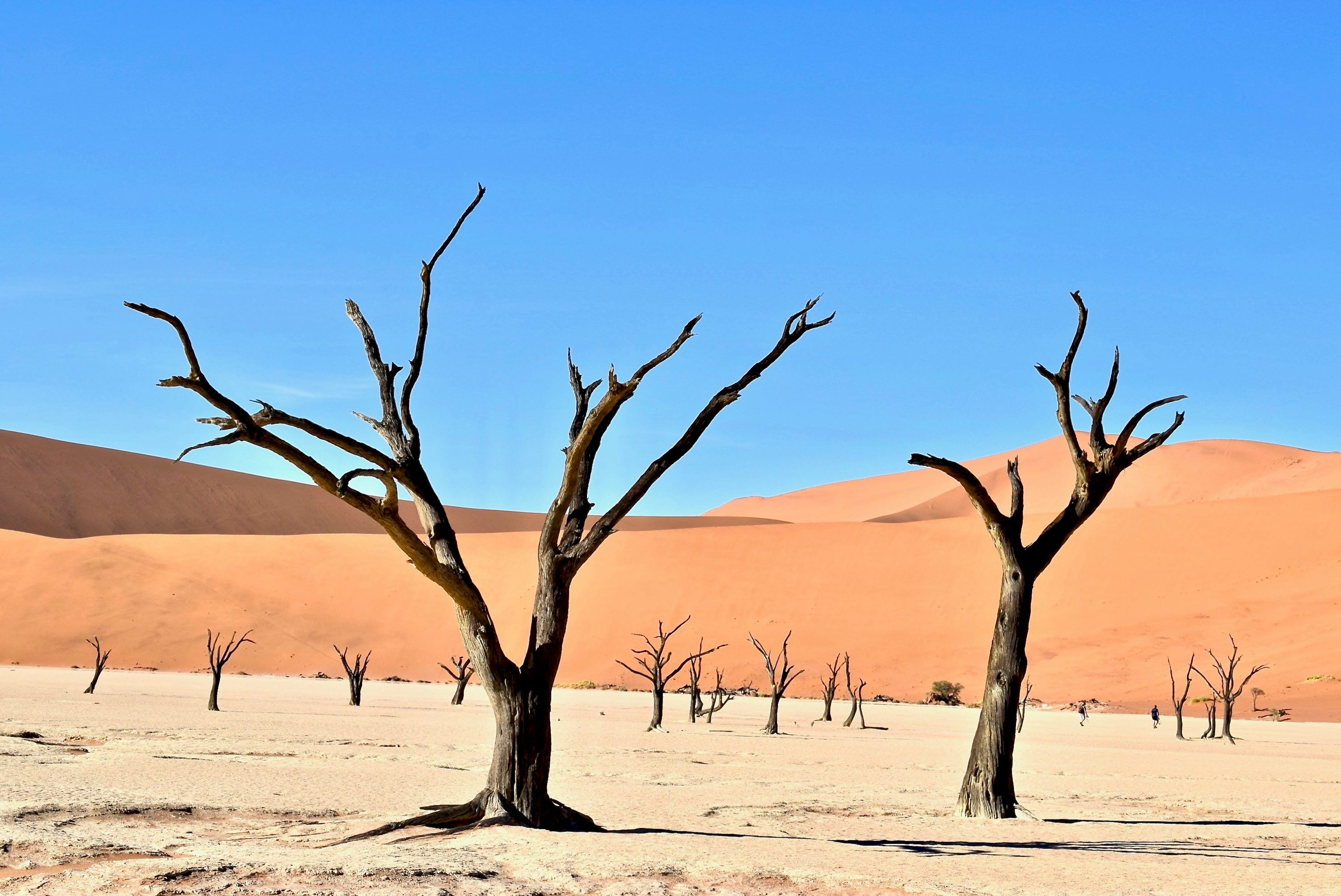 3000x2005 Kalahari Desert Picture. Download Free Image