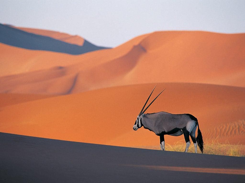 1024x768 Kalahari Desert Outdoors International