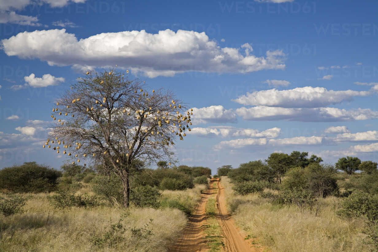 1232x821 Africa, Botswana, Track through Kalahari Desert