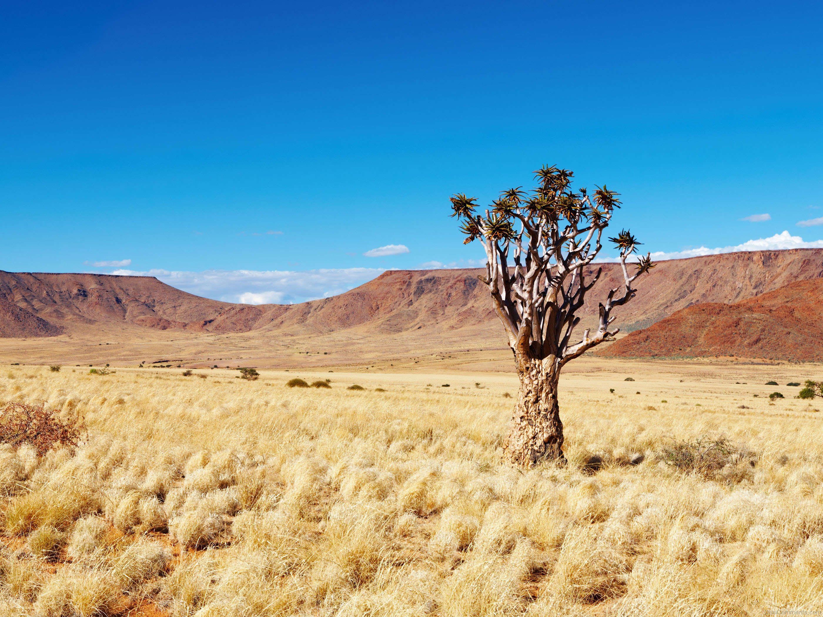 2800x2100 Kalahari Desert Wallpaper
