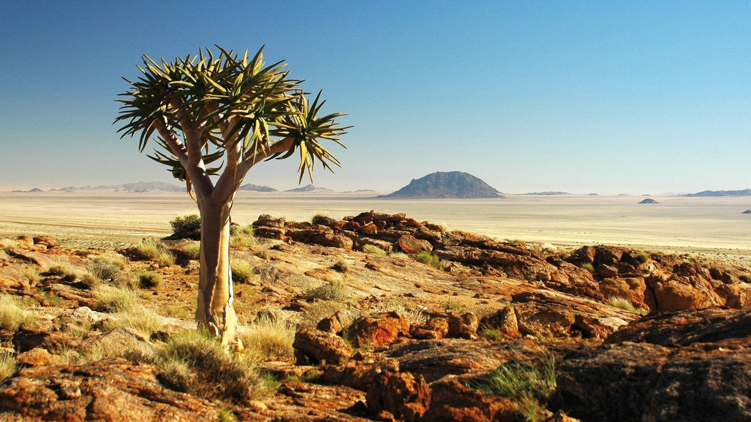 2560x1440 Kalahari Desert Wallpaper
