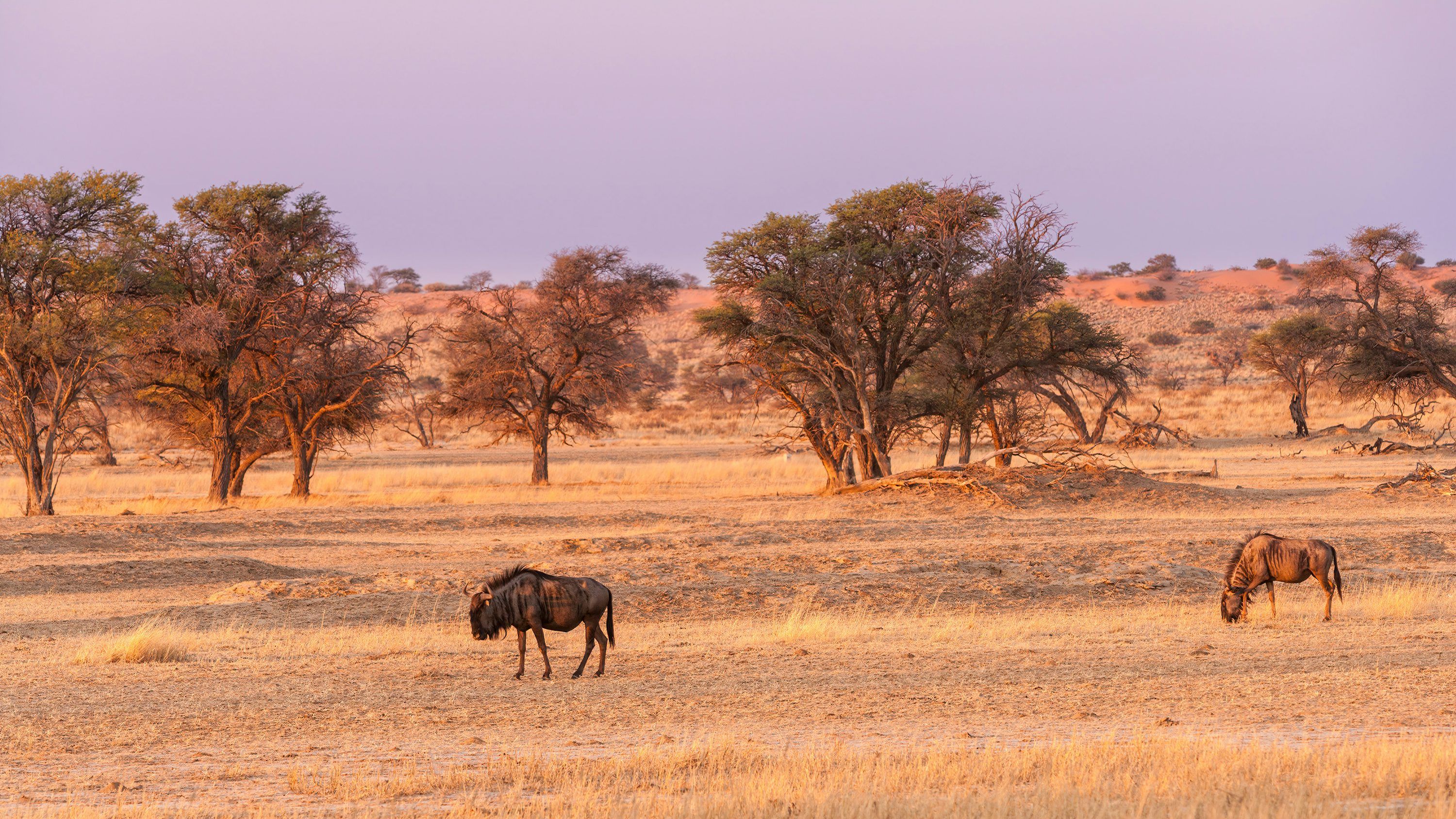 3000x1687 Kalahari Desert Picture. Download Free Image