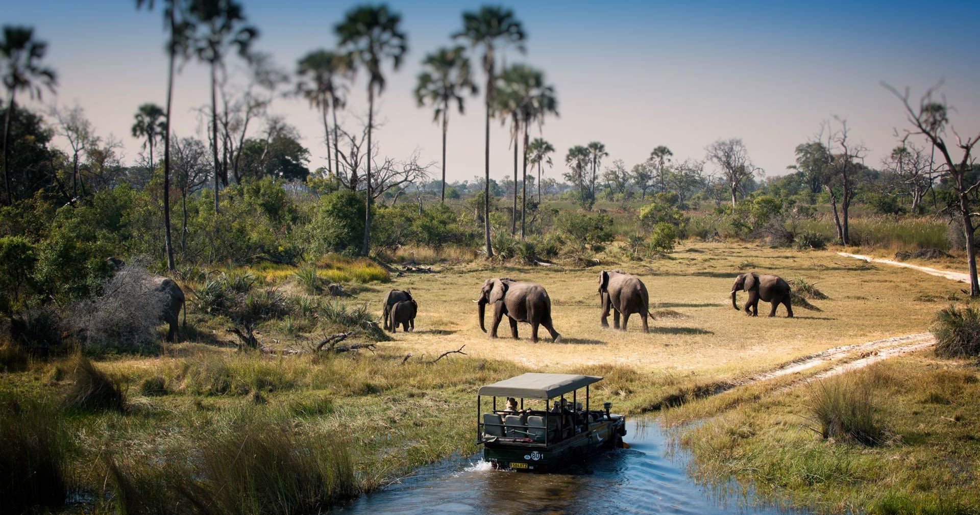 1920x1010 Chobe National Park, Botswana: Elephant majesty & ultimate wildlife safari