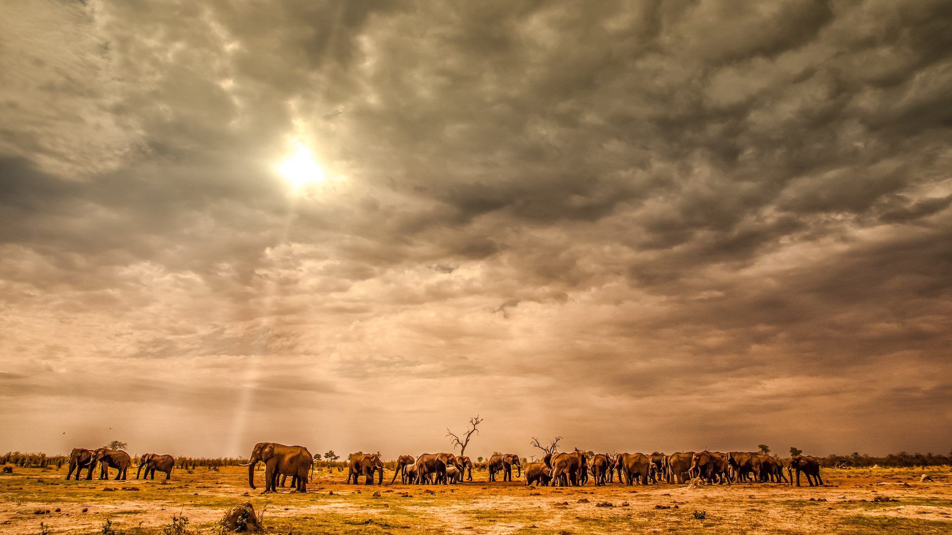 1920x1080 Chobe National Park: Botswana's Elephant Paradise