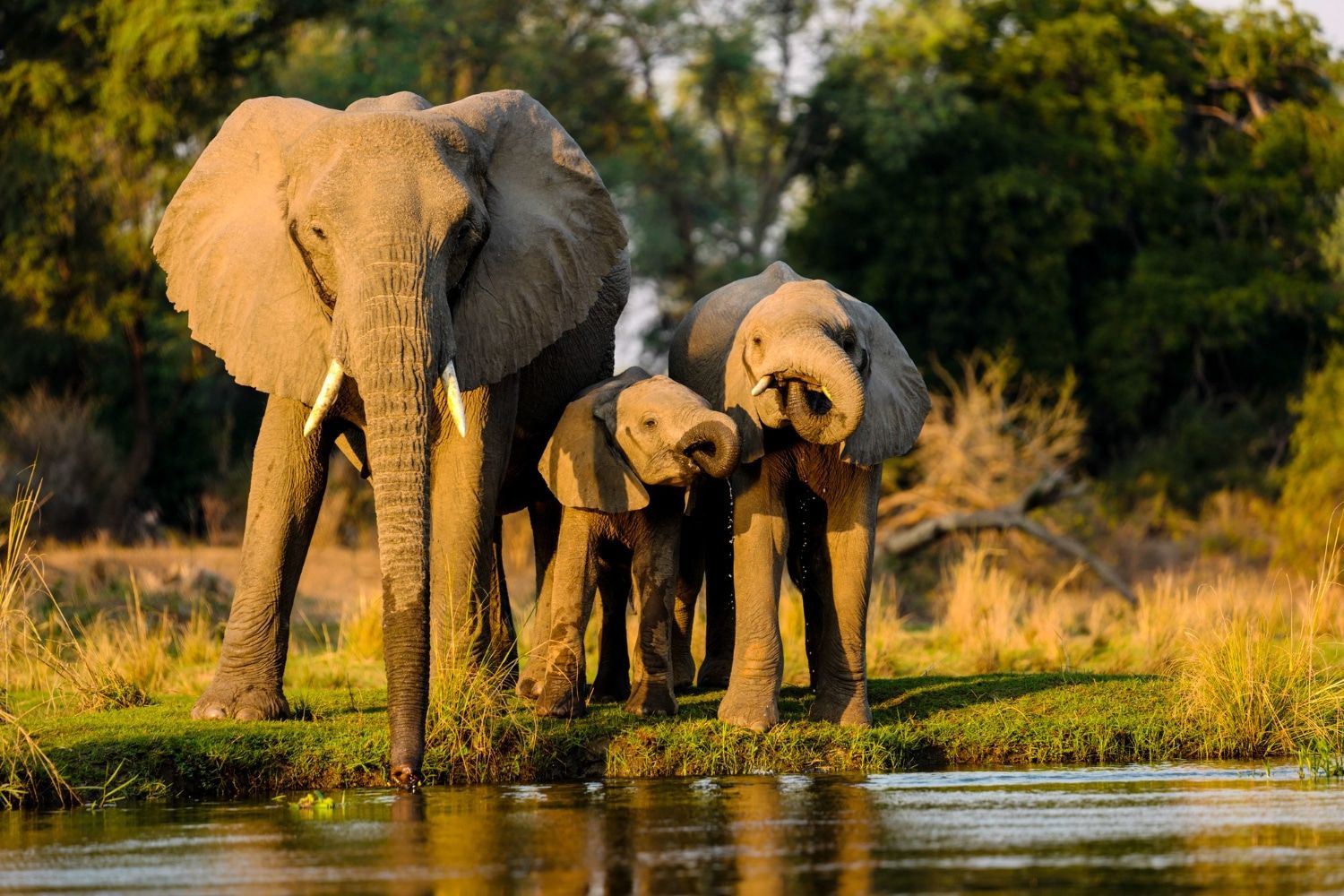 1500x1000 Chobe Game Drives. Chobe National Park