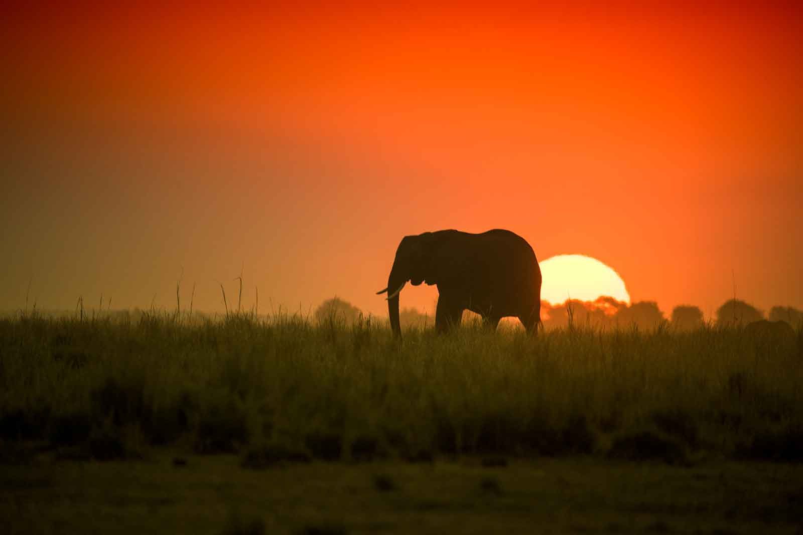 1600x1067 Chobe National Park