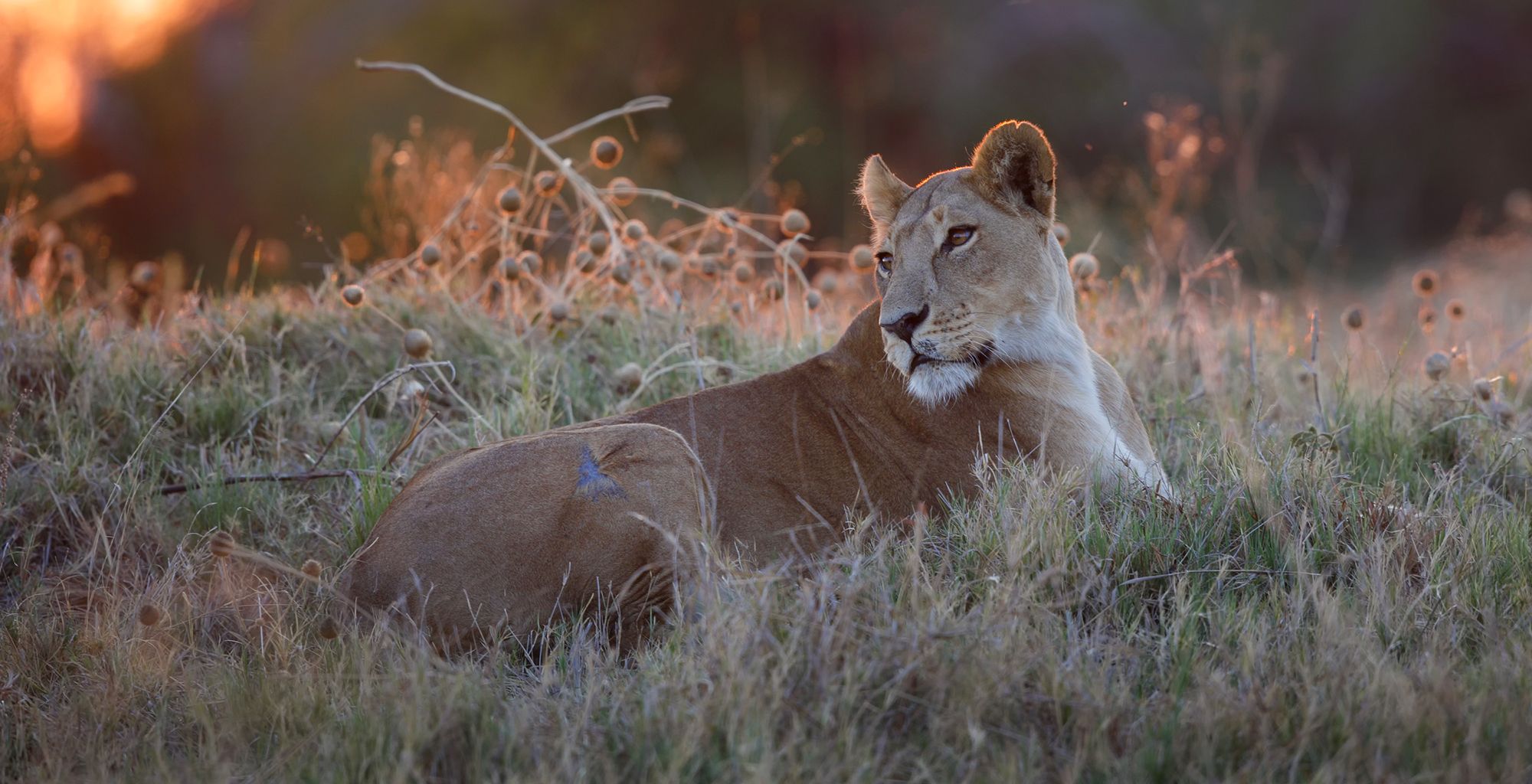 2000x1024 Bespoke Safaris in Chobe National Park, Botswana