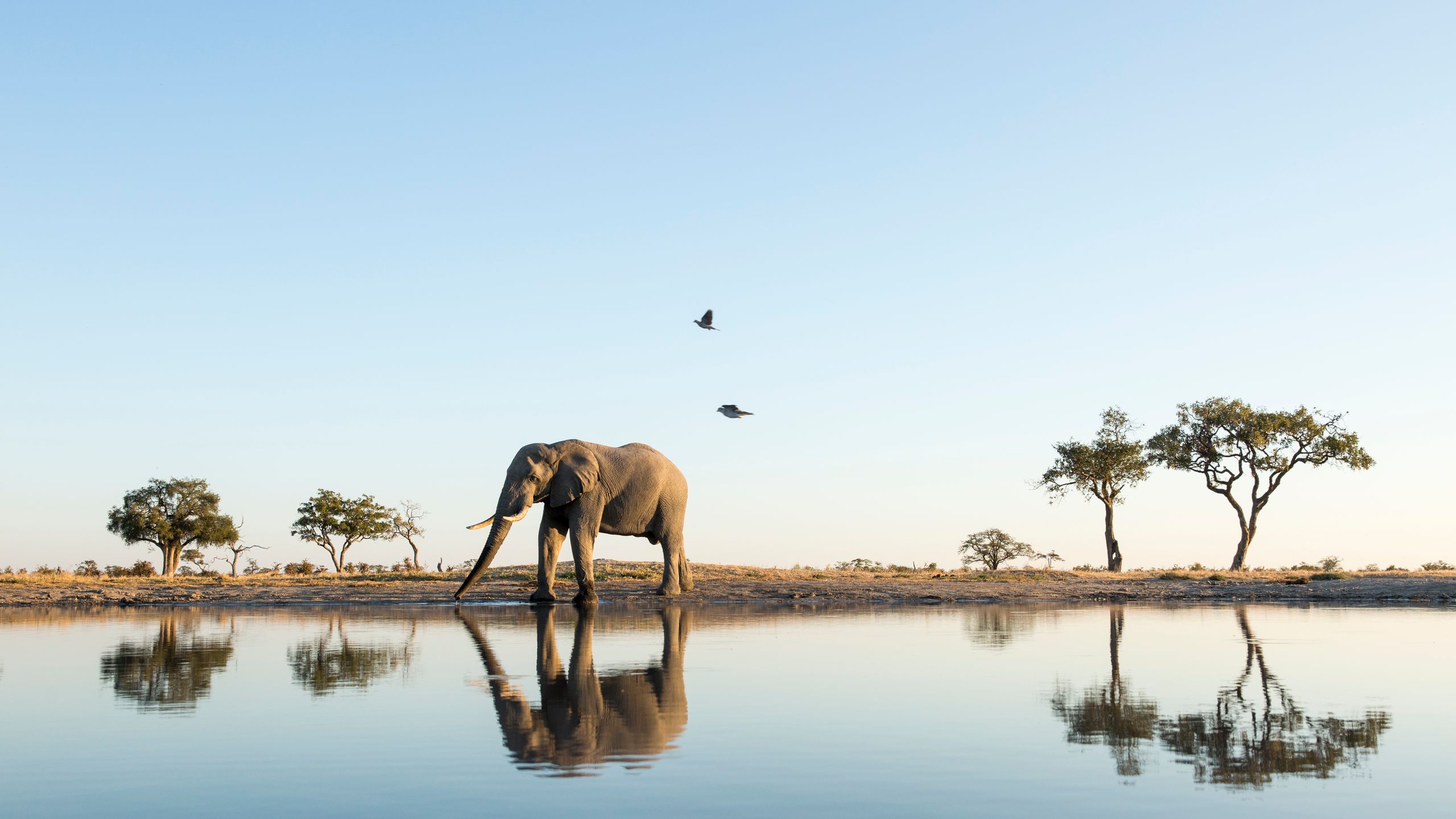 2560x1440 A Local's Guide to Botswana. Condé Nast Traveler