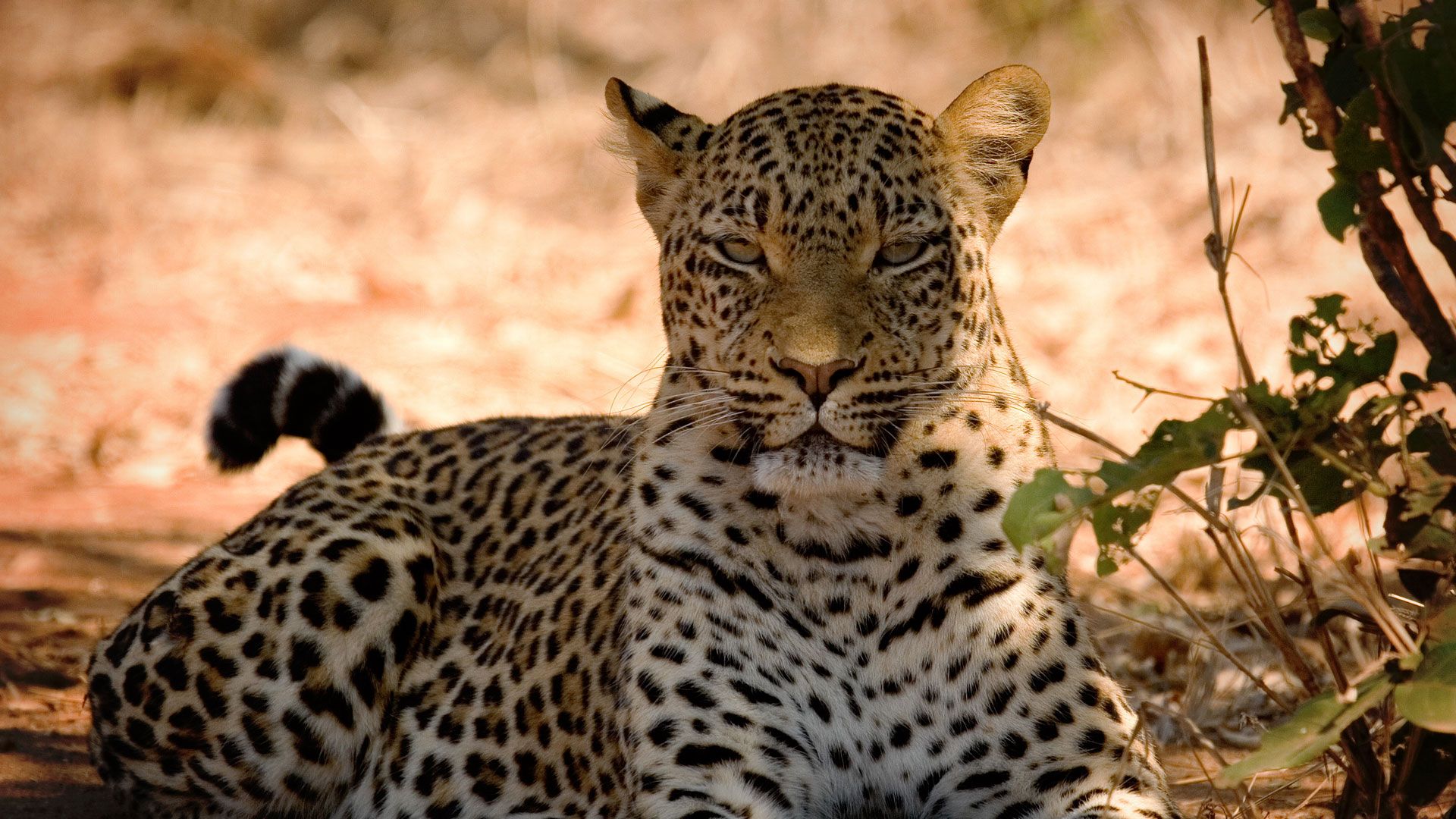 1920x1080 Things to do in Chobe National Park. Chobe River. &Beyond