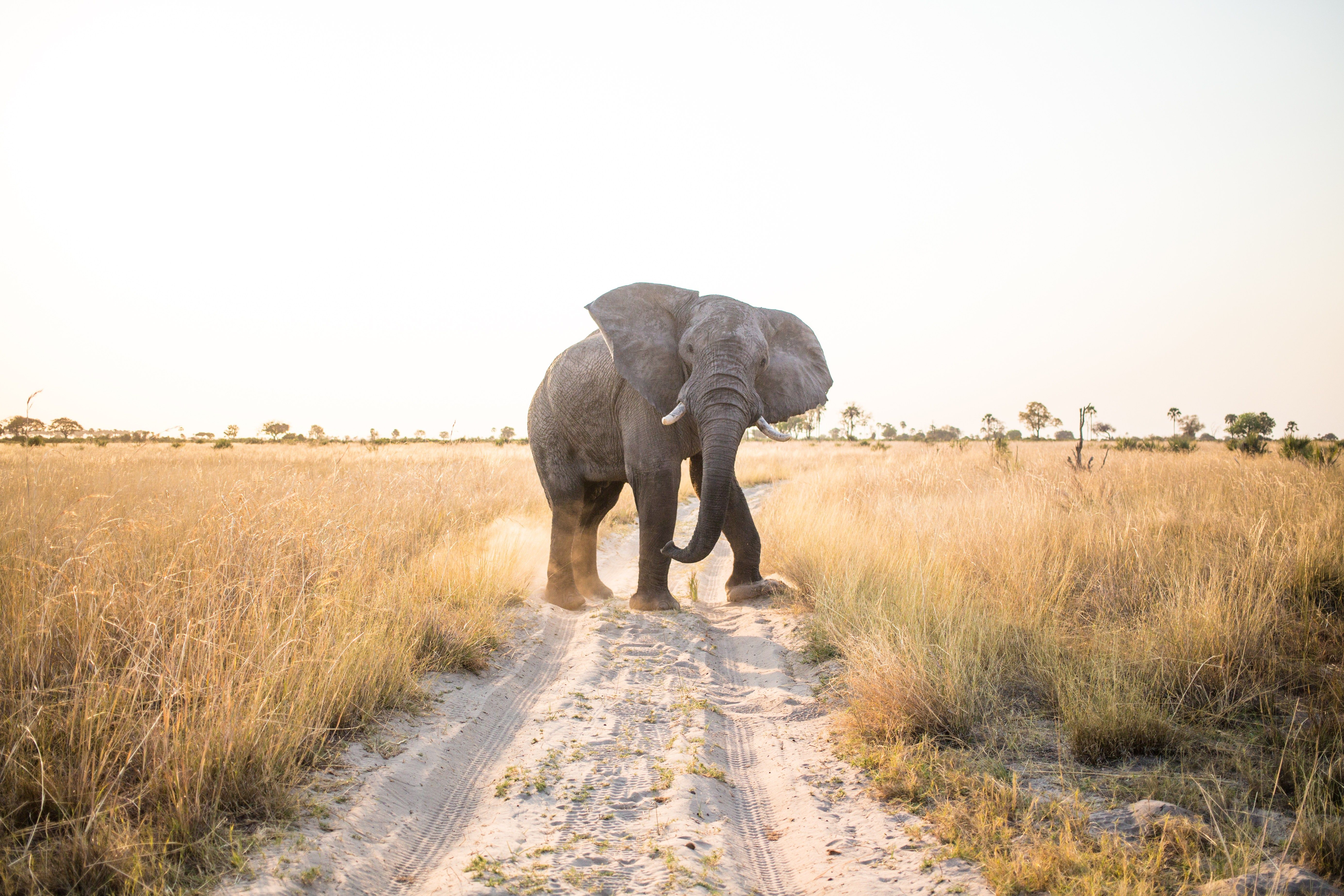 5539x3693 Chobe National Park: Everything You Need to Know. Rhino Africa Blog