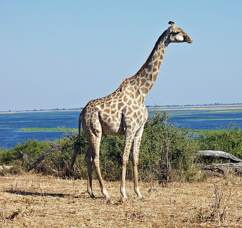 1000x941 The Ultimate Guide to Visiting Chobe National Park