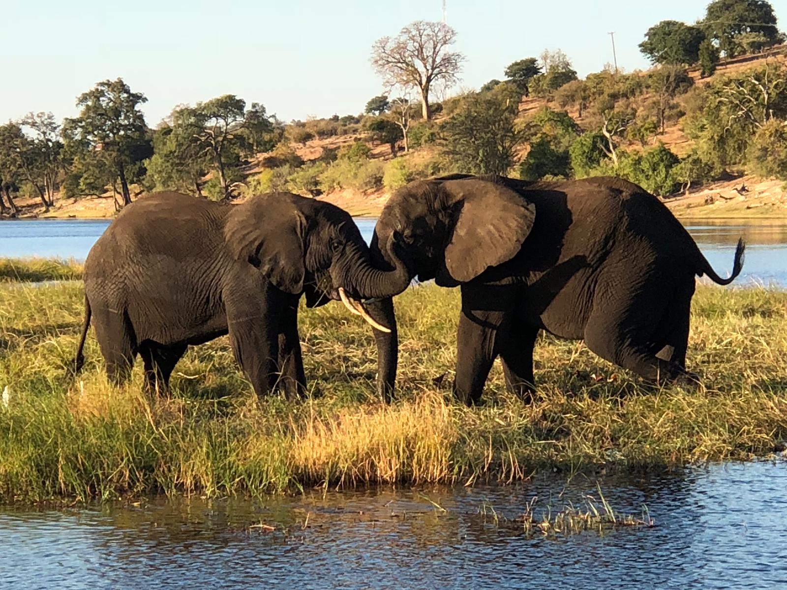 1600x1200 The one, the only. Chobe National Park, Botswana!