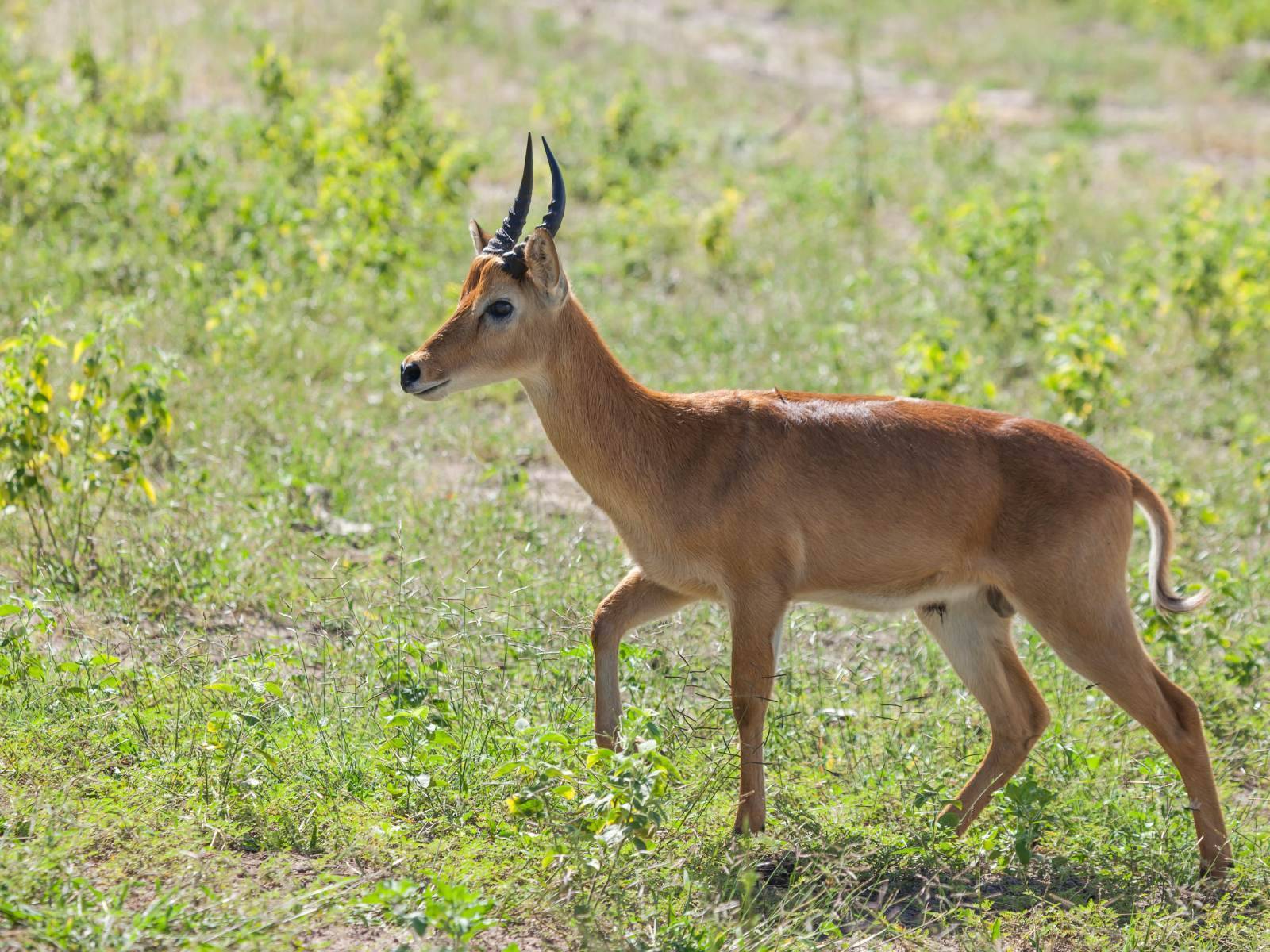 1600x1200 Wildlife in Chobe National Park · Zimbabwe