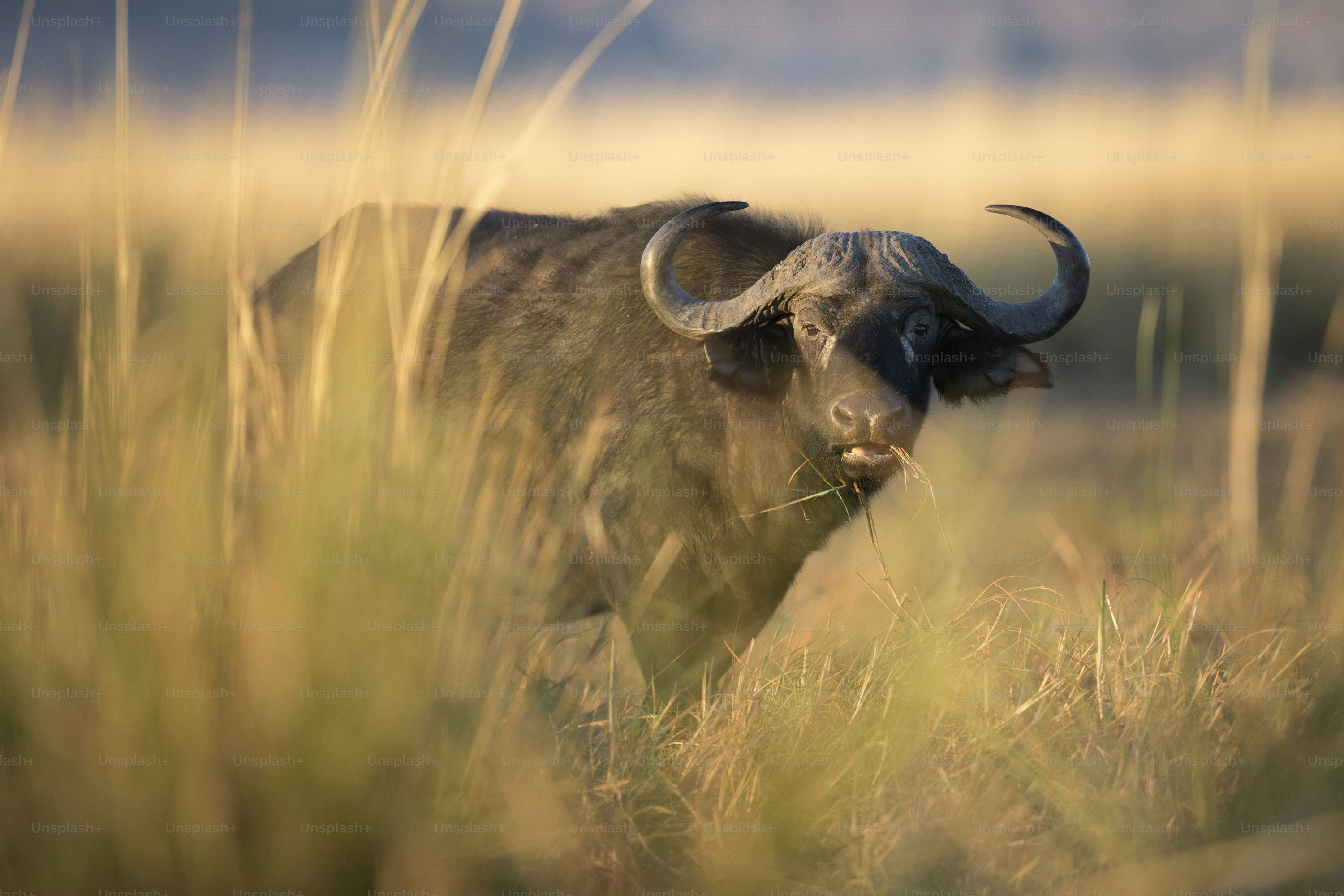 3000x2000 A Cape Buffalo in Chobe National Park, Botswana. photo