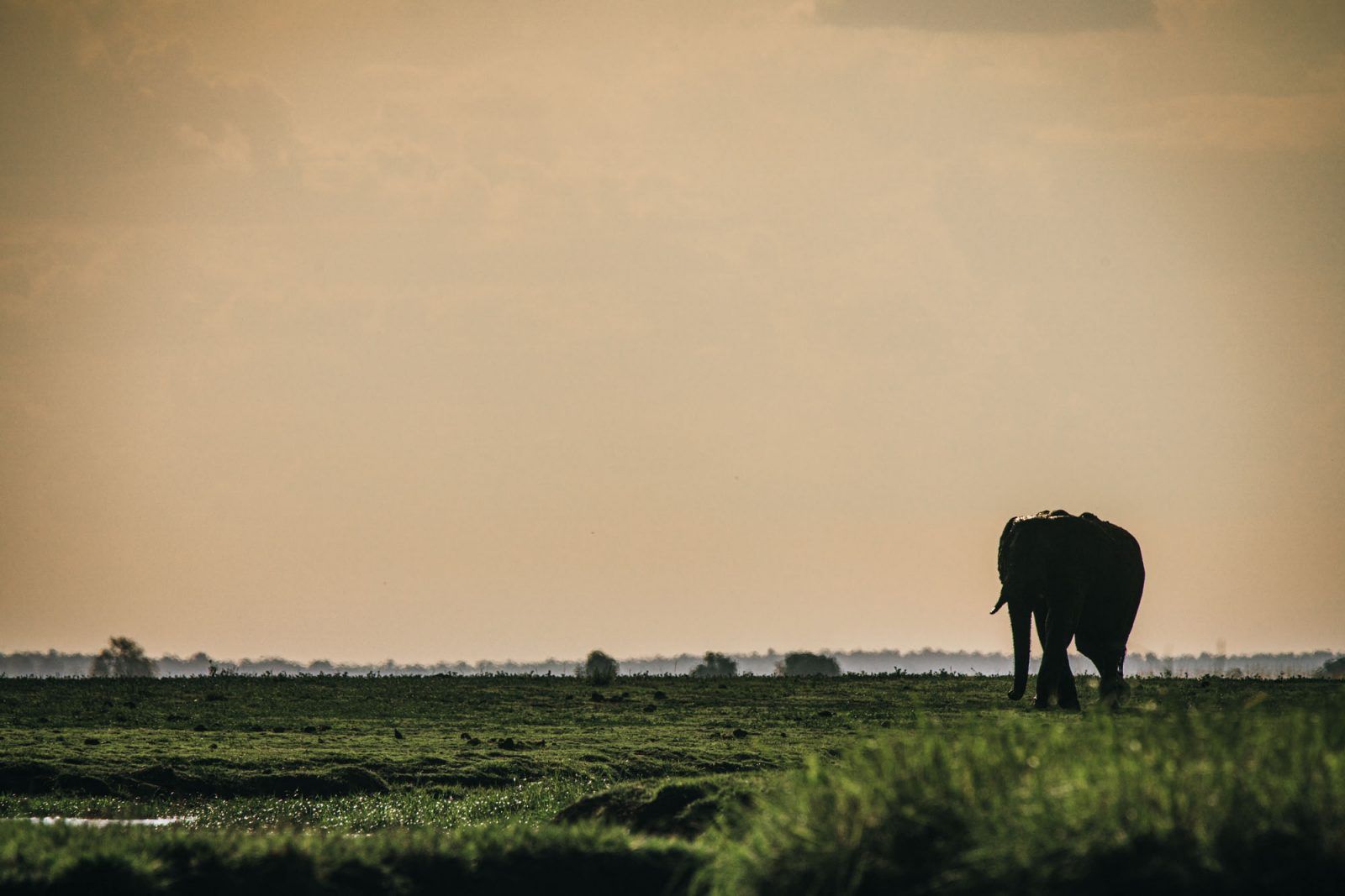 1600x1067 Guide To Visiting Chobe National Park Botswana. Drink Tea & Travel