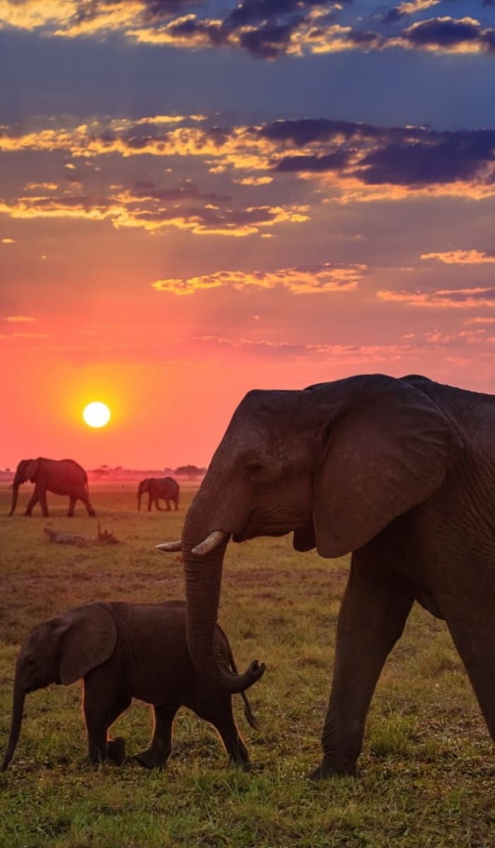 700x1200 Chobe National Park: Safari adventures in Botswana