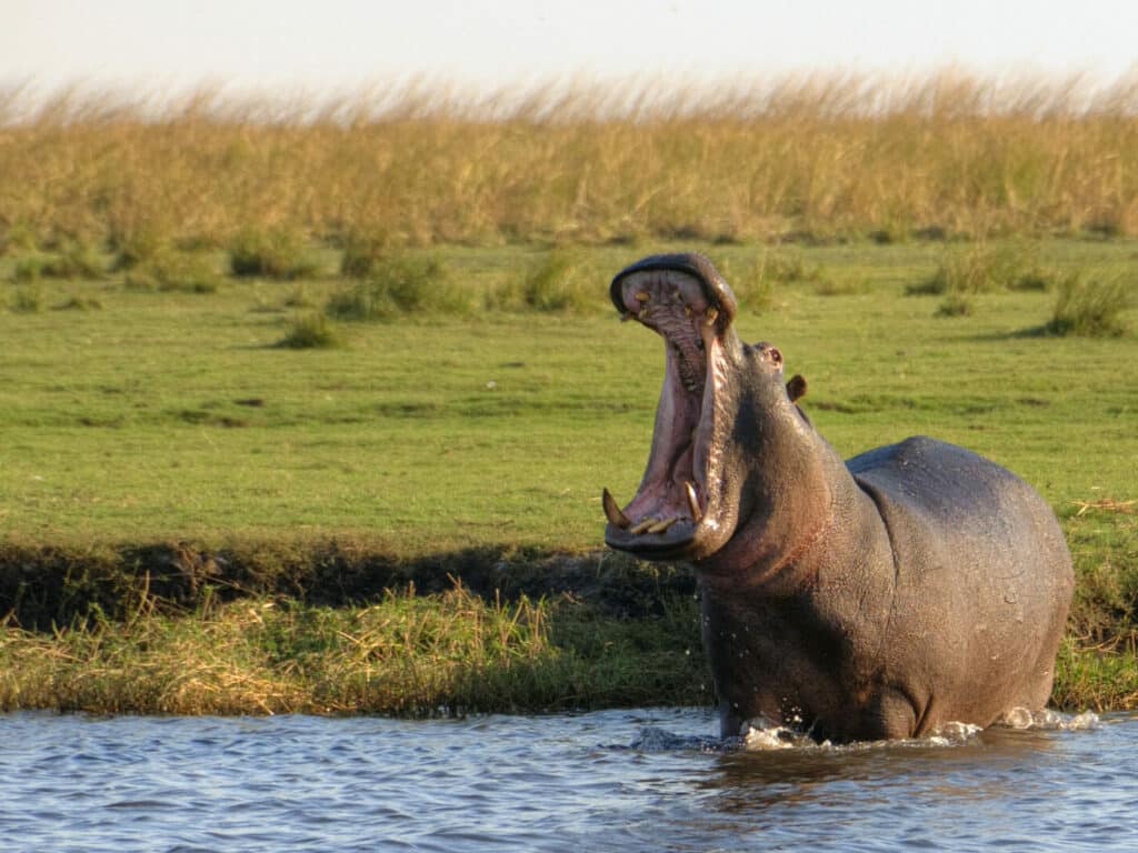 1024x768 Chobe National Park holidays with Steppes Travel