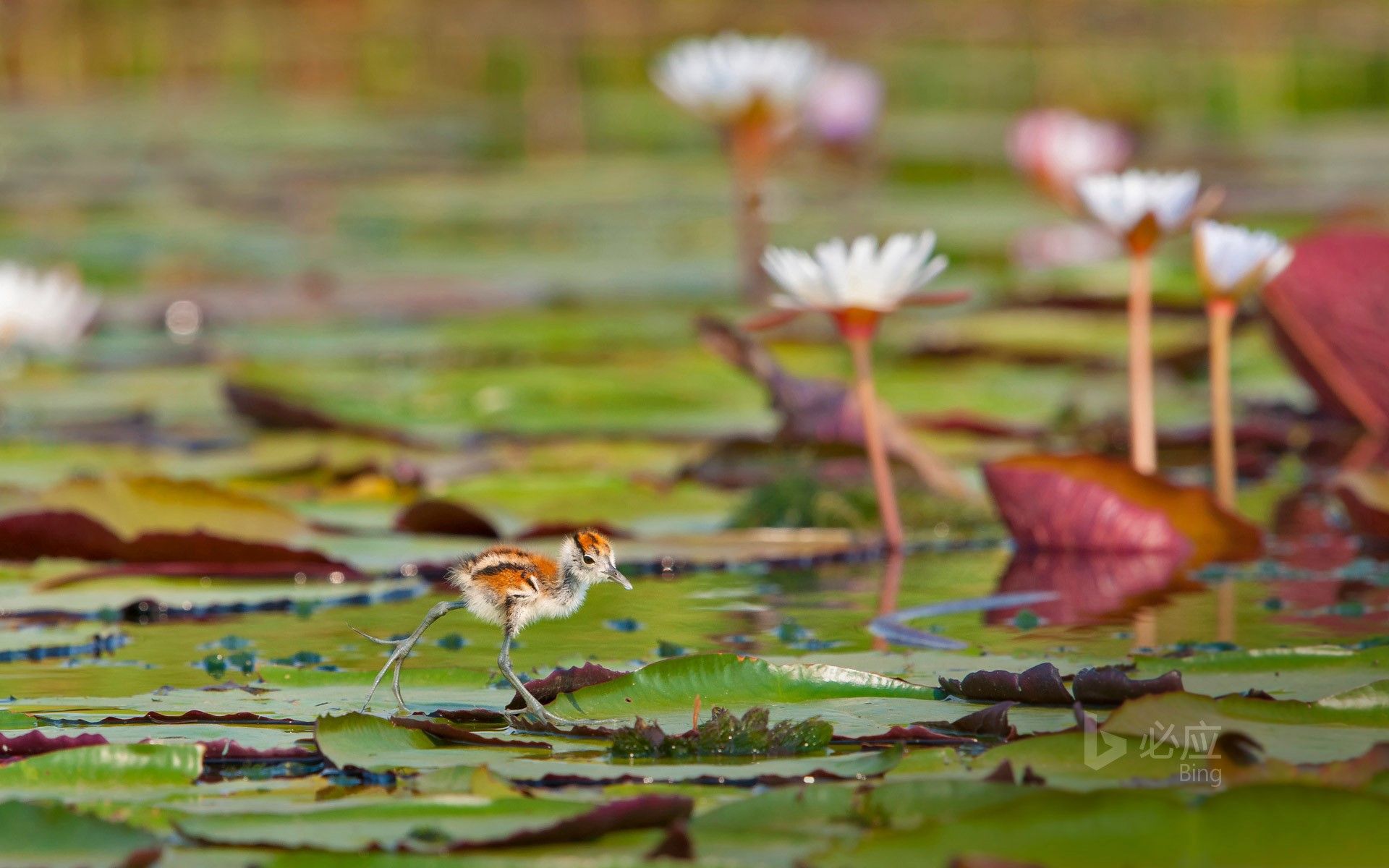 1920x1200 Today's Summer Solstice African leech chicks in Chobe National Park, Botswana Wallpaper