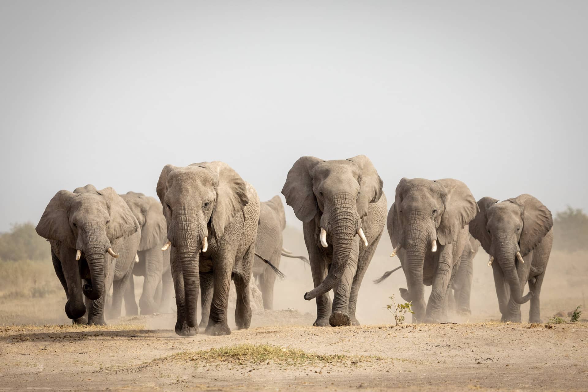 1920x1280 Chobe National Park Adventures: Witness the Giants of Botswana